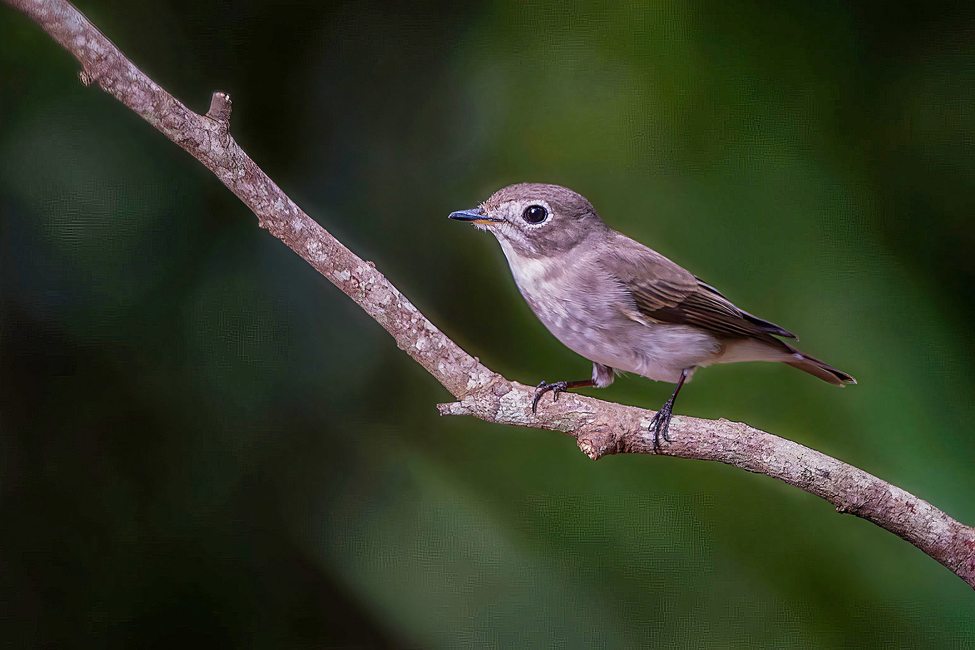 Braunschnäpper / Asian Brown Flycatcher