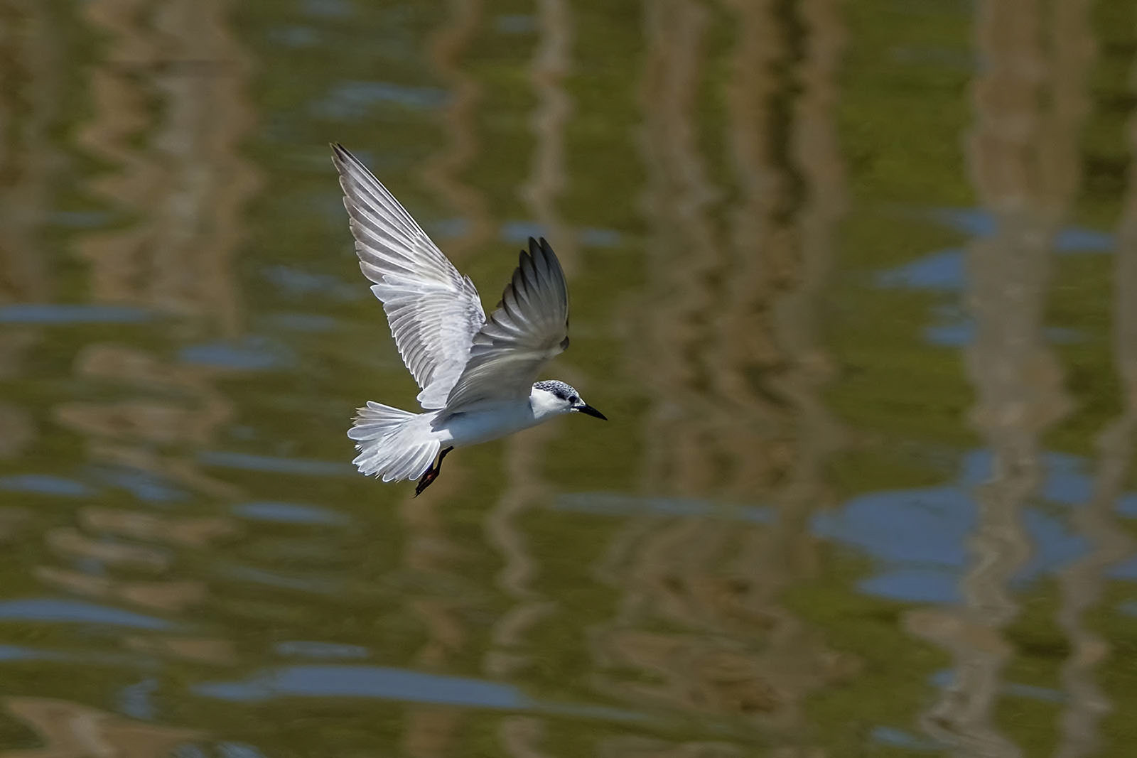 Weißbart-Seeschwalbe / whiskered tern