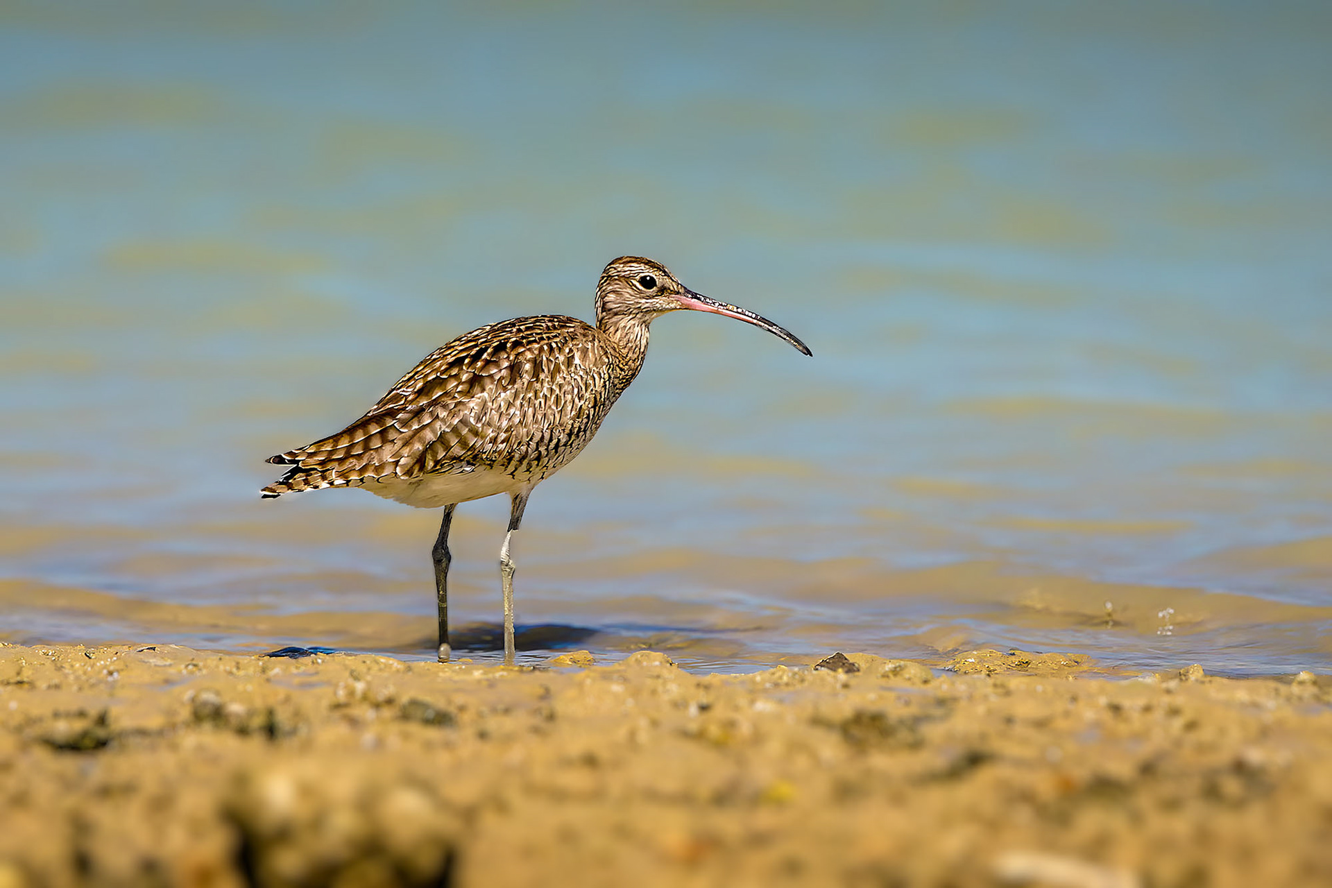Regenbrachvogel / common whimbrel