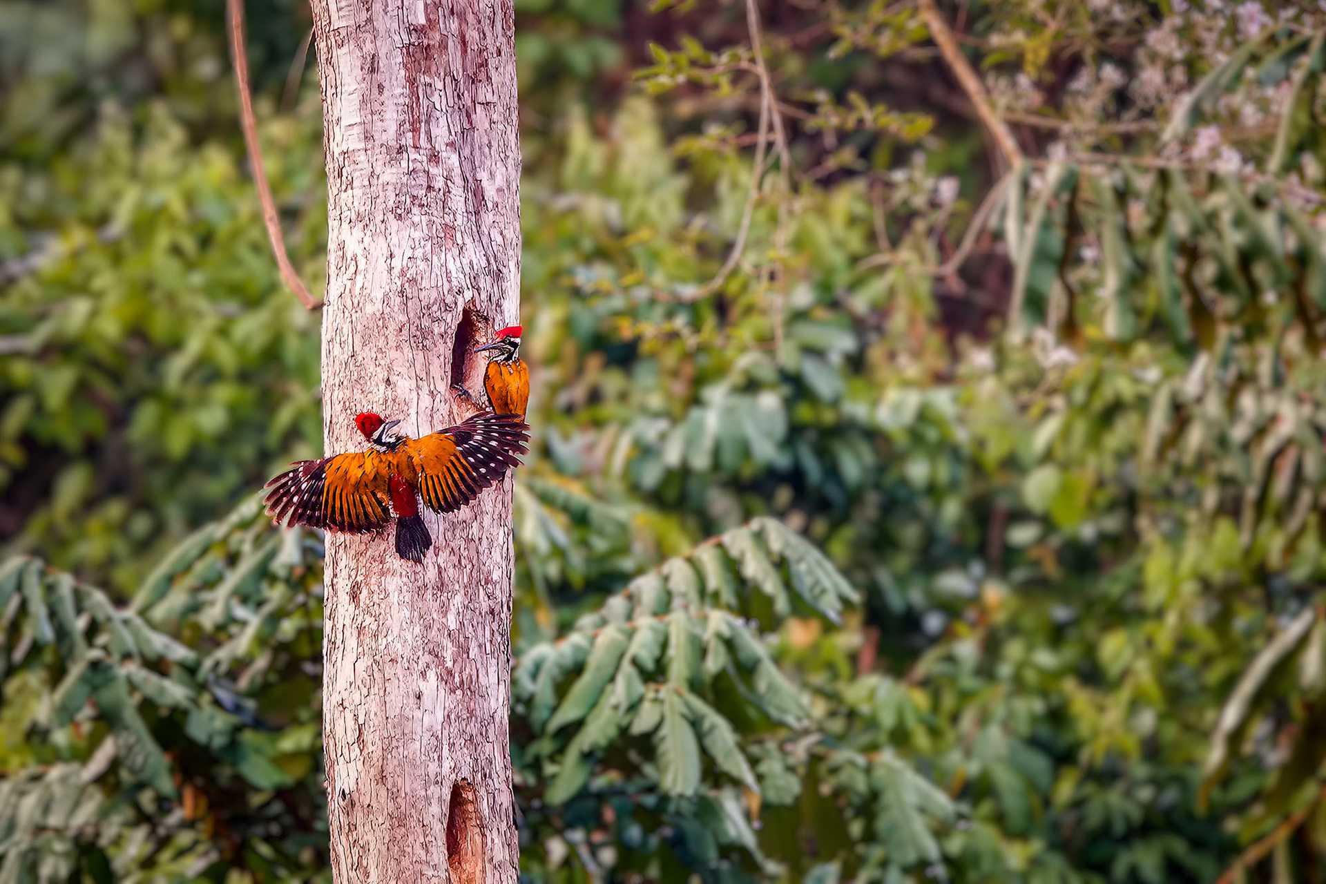Kampf um die Bruthöhle