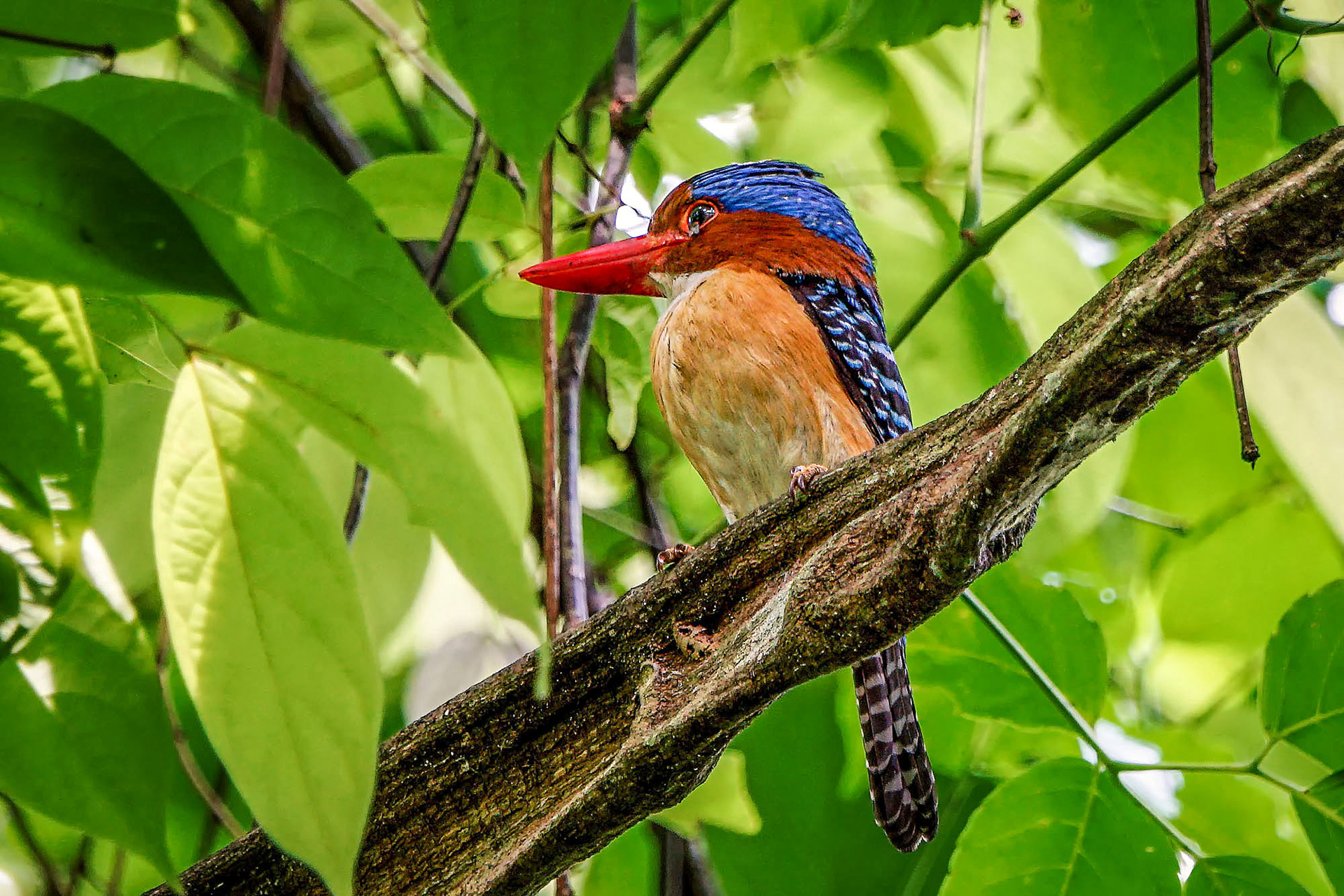 male