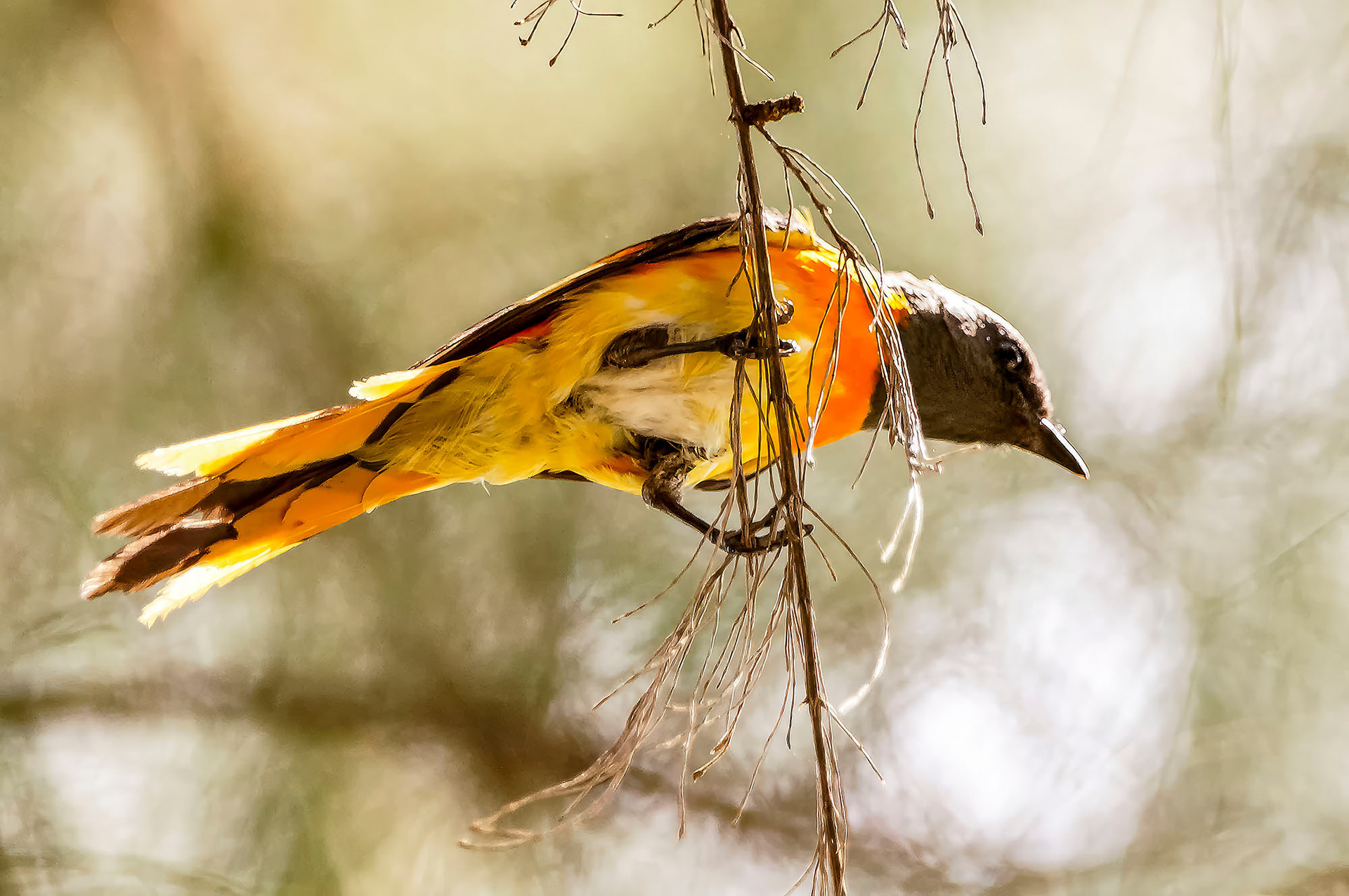 Zwergmennigvogel (male)