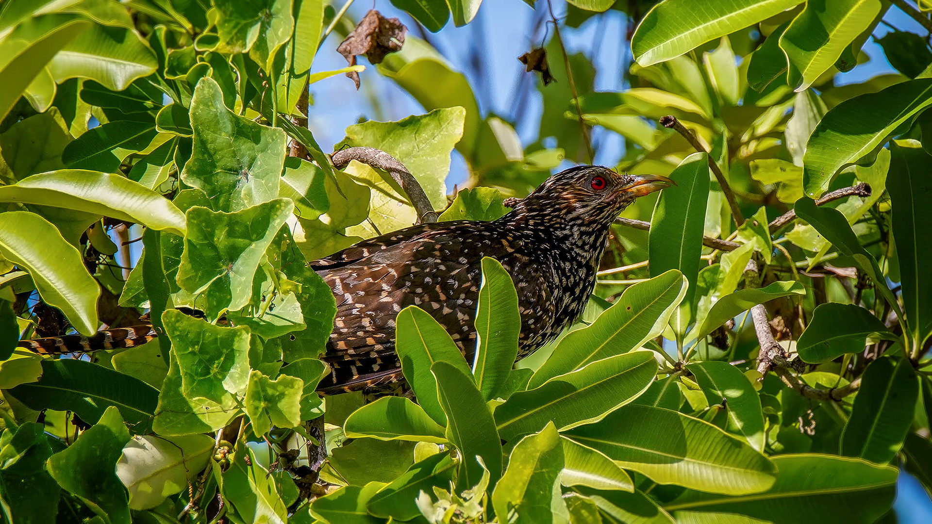 Indischer Koel (female)