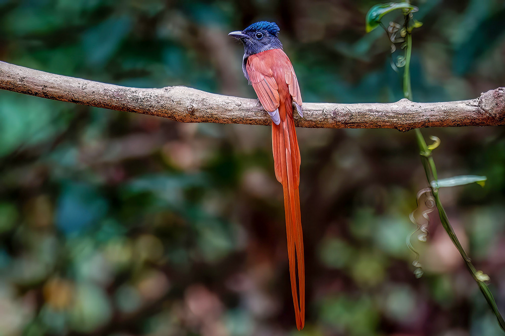 Asiatischer Paradiesschnäpper - Hainparadiesschnäpper (M) / Asian Paradise Flycatcher