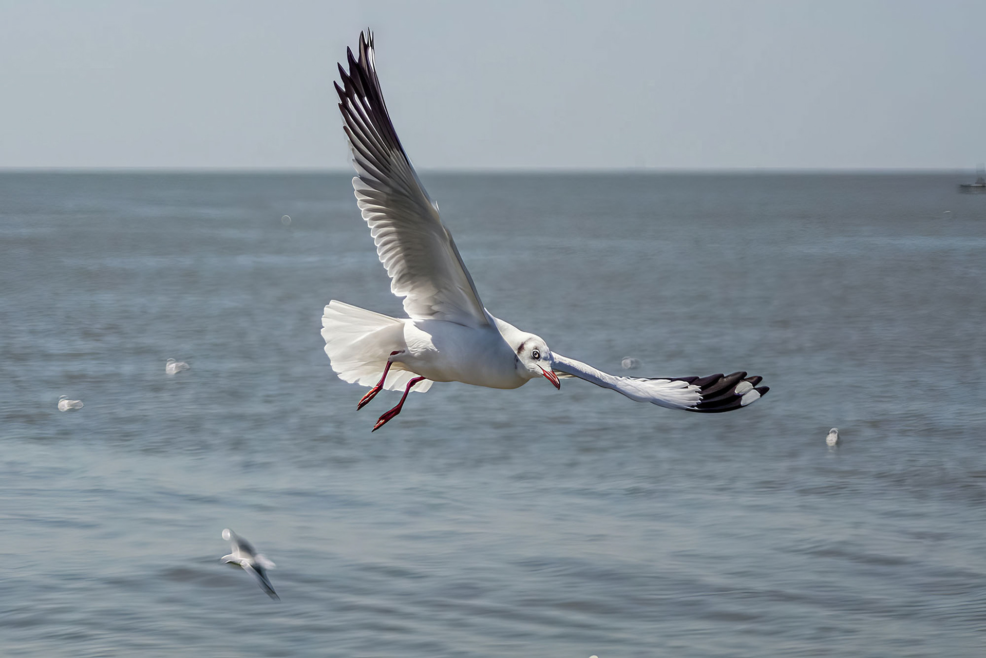 Braunkopfmöwe / brown-headed gull
