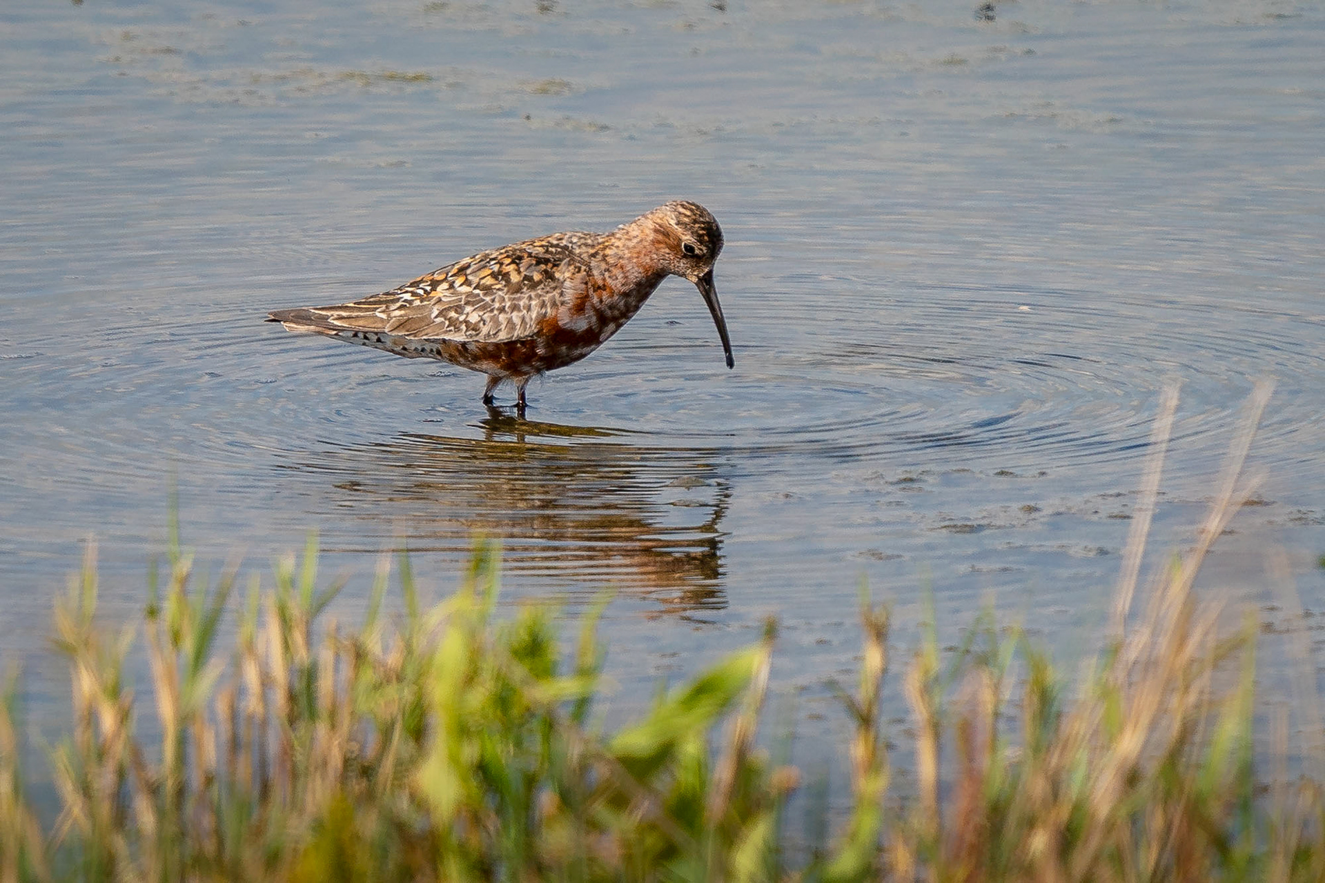 Sichelstrandläufer, Brutkleid