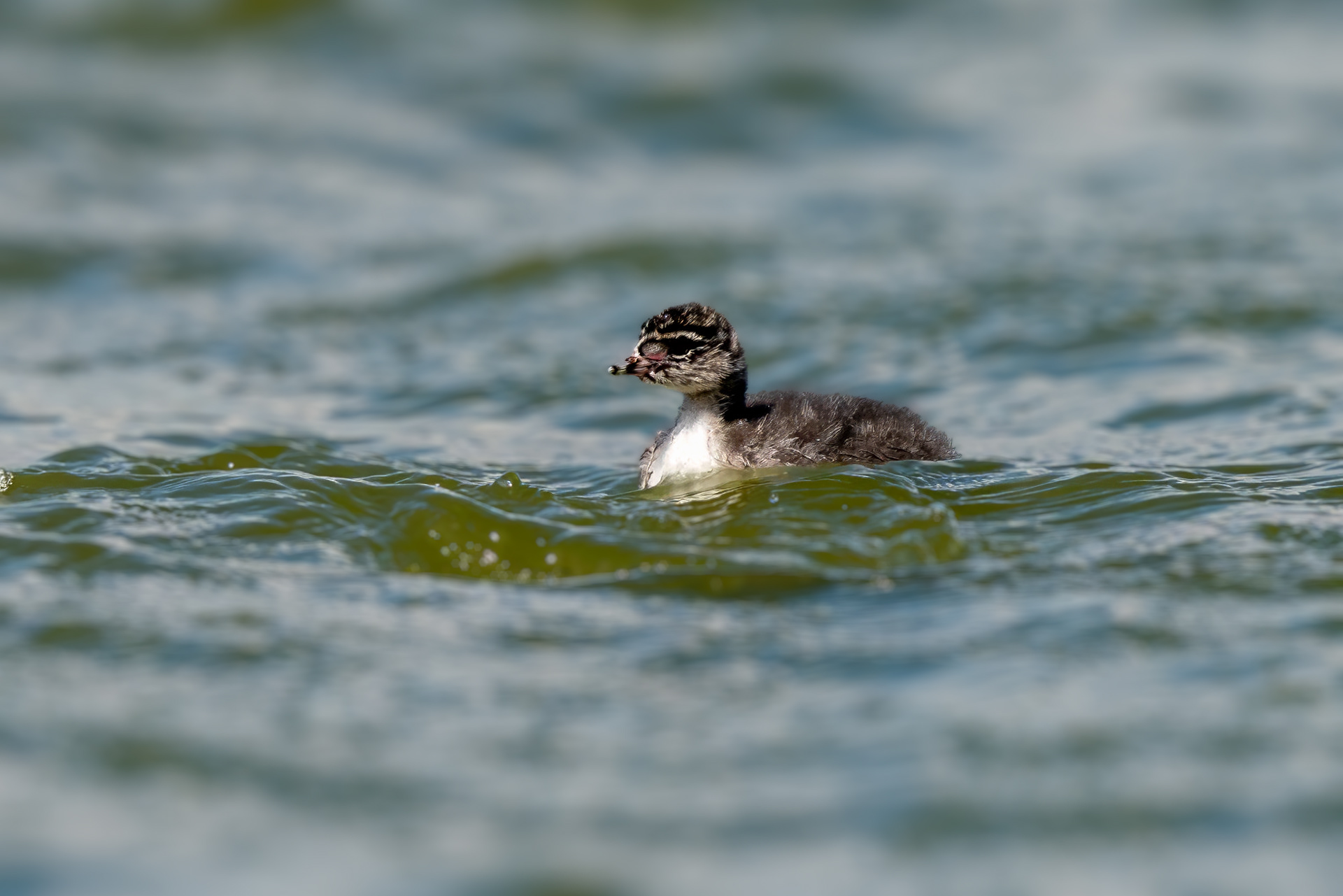 Schwarzhalstaucher, juvenile