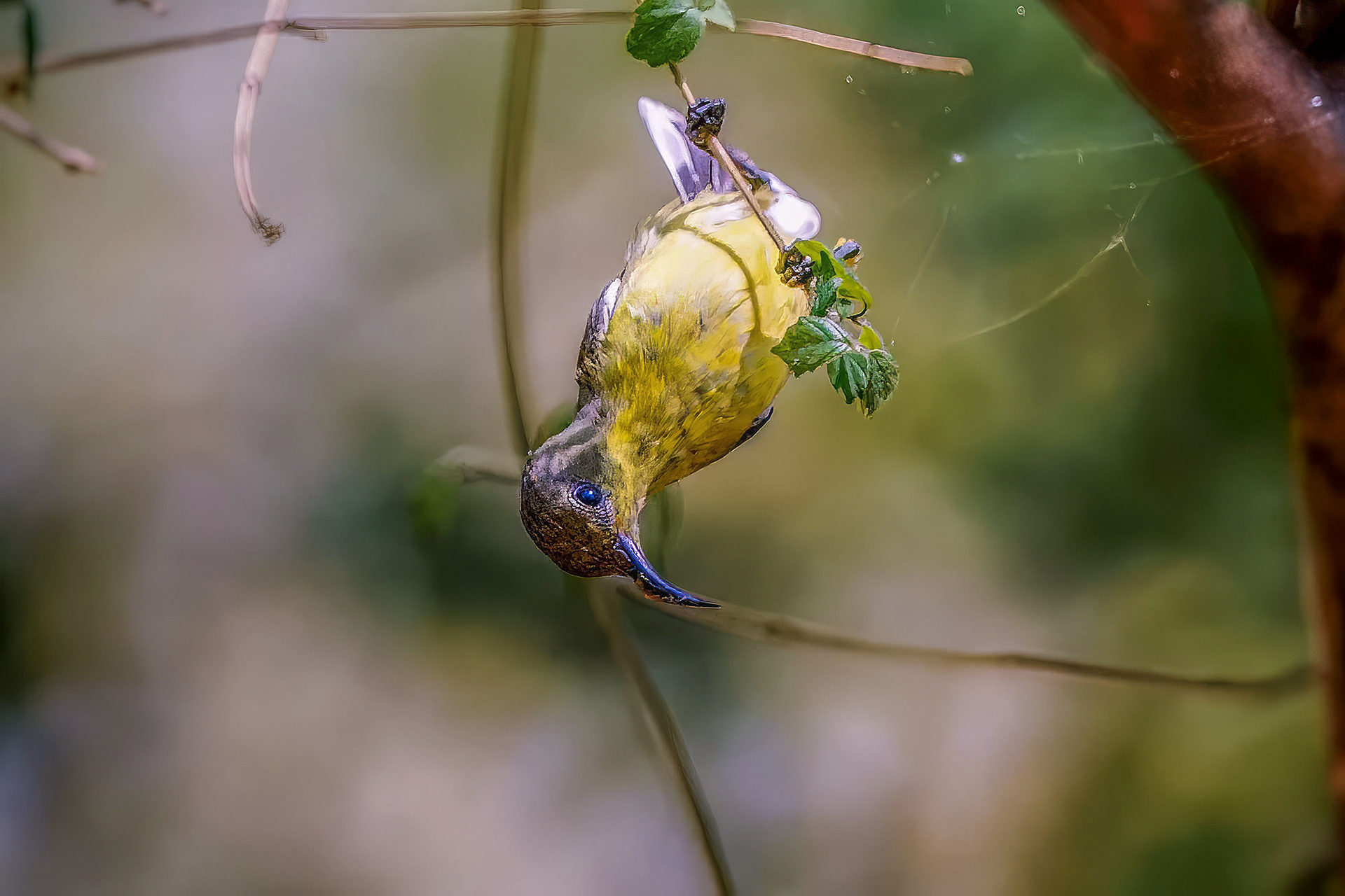 female