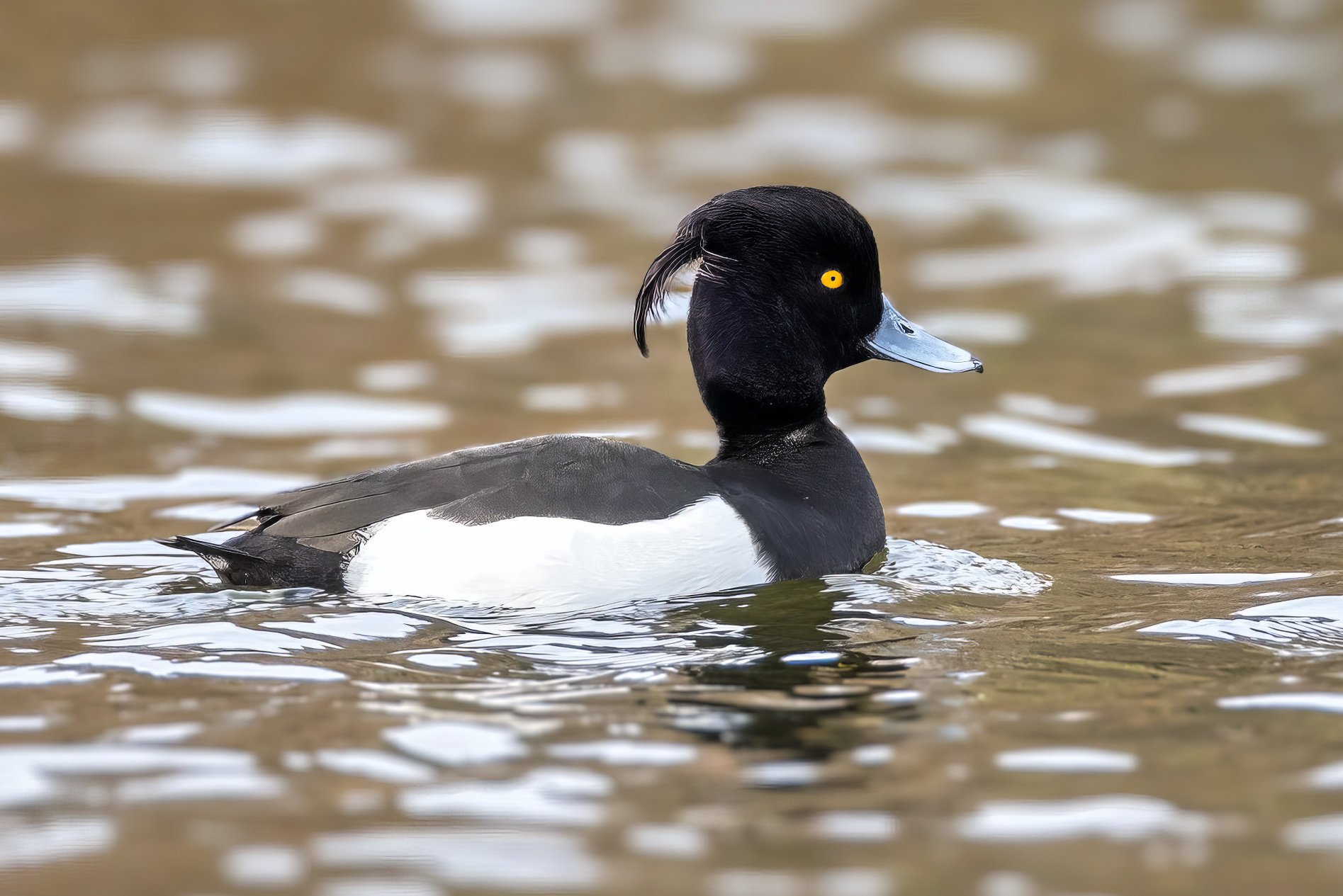 Reiherente, male