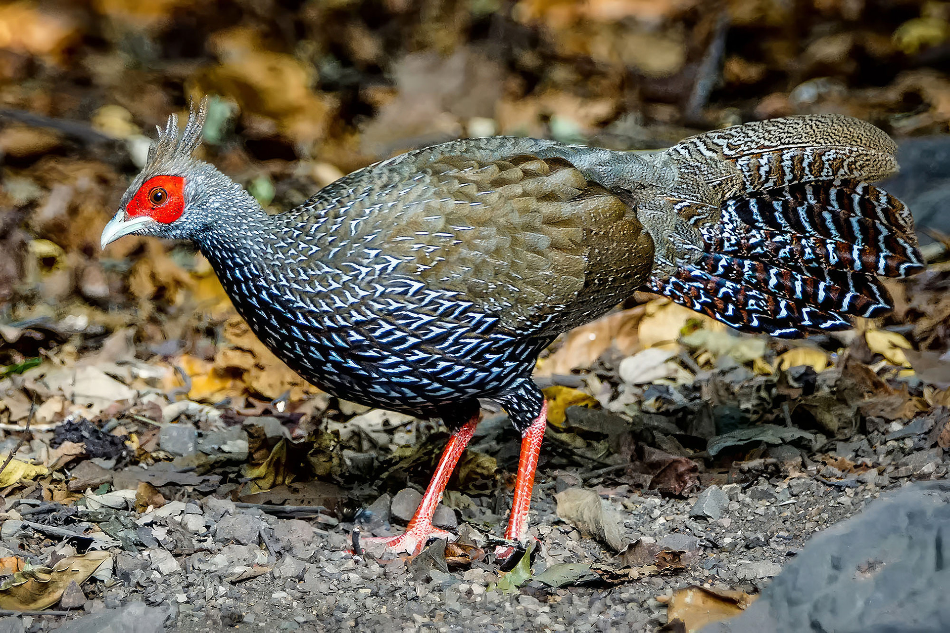 female