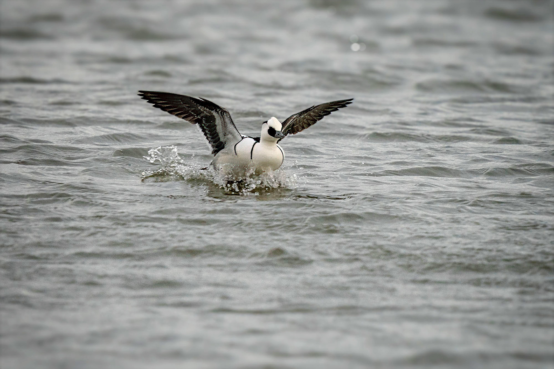 Zwergsäger, male