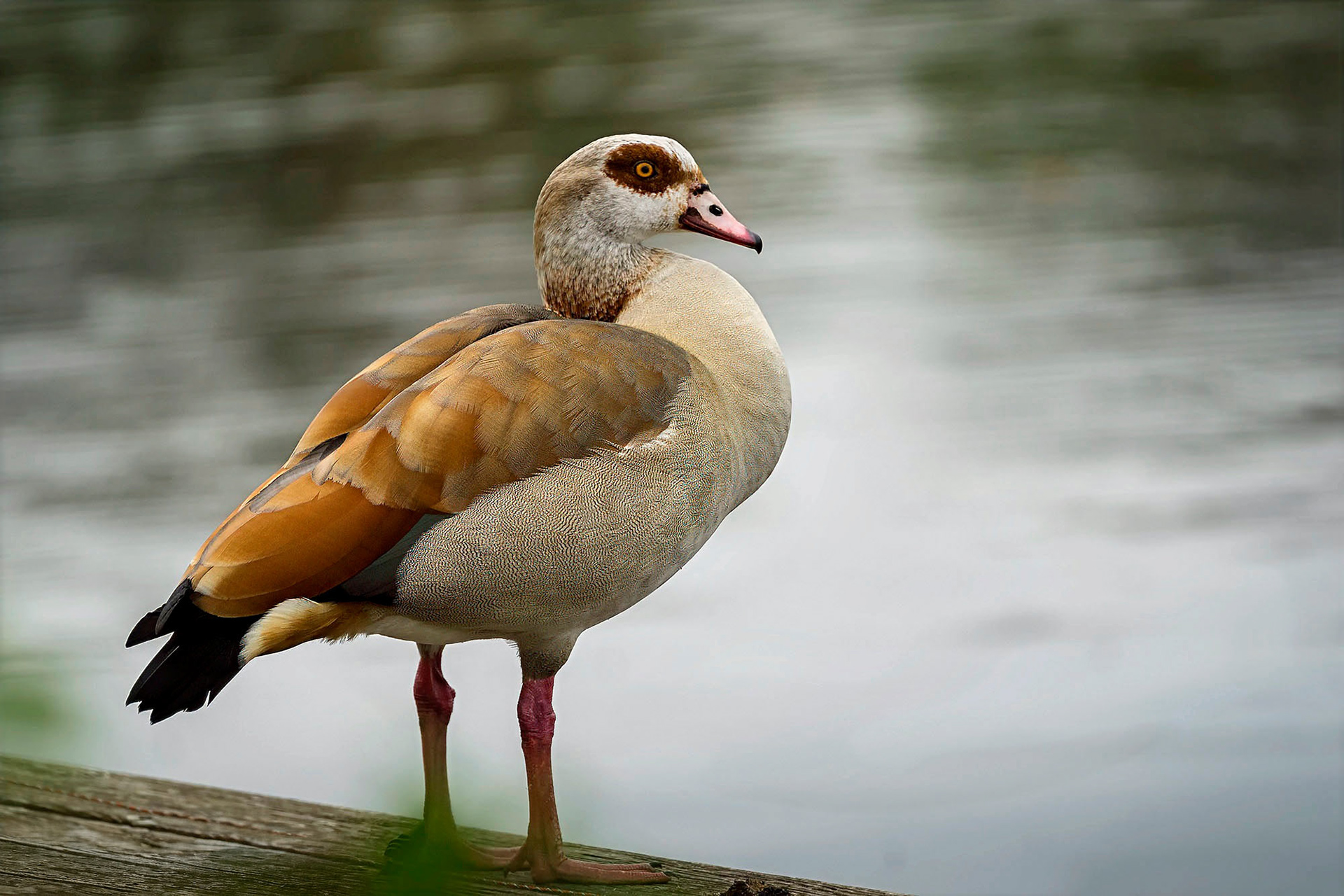 Nilgans
