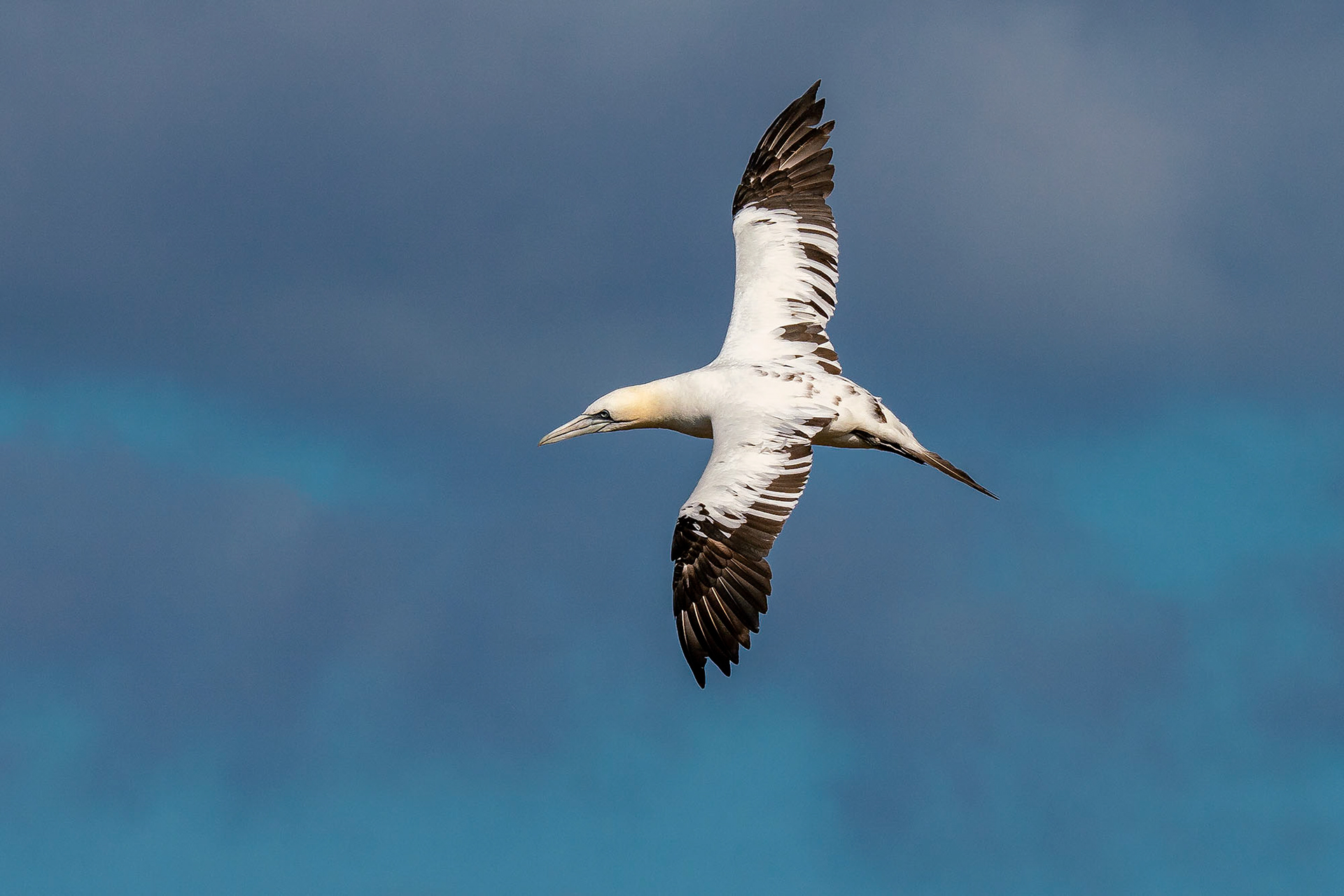 Basstölpel, Subadult