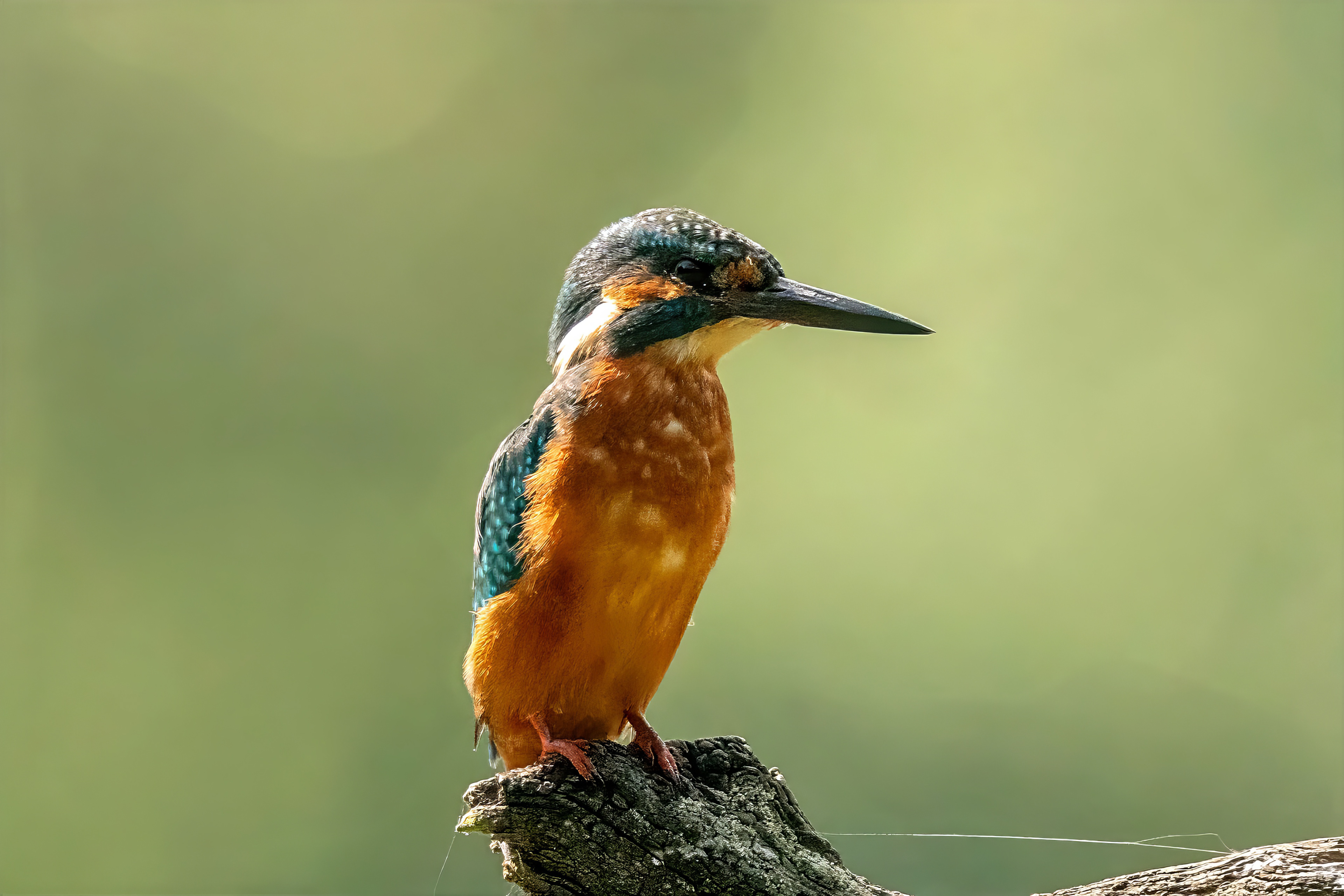 Eisvogel
