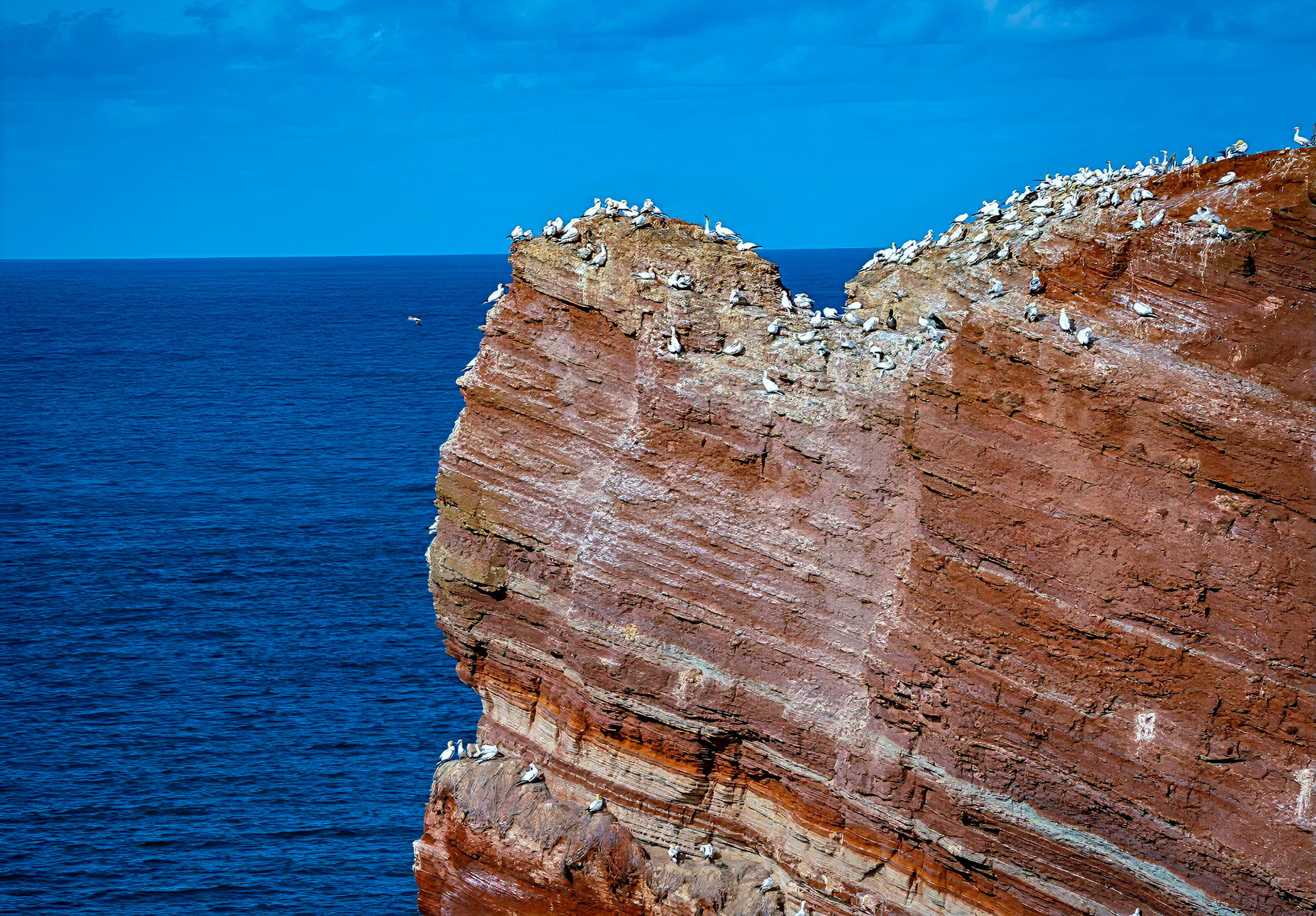 Basstölpel Kolonie auf Helgoland