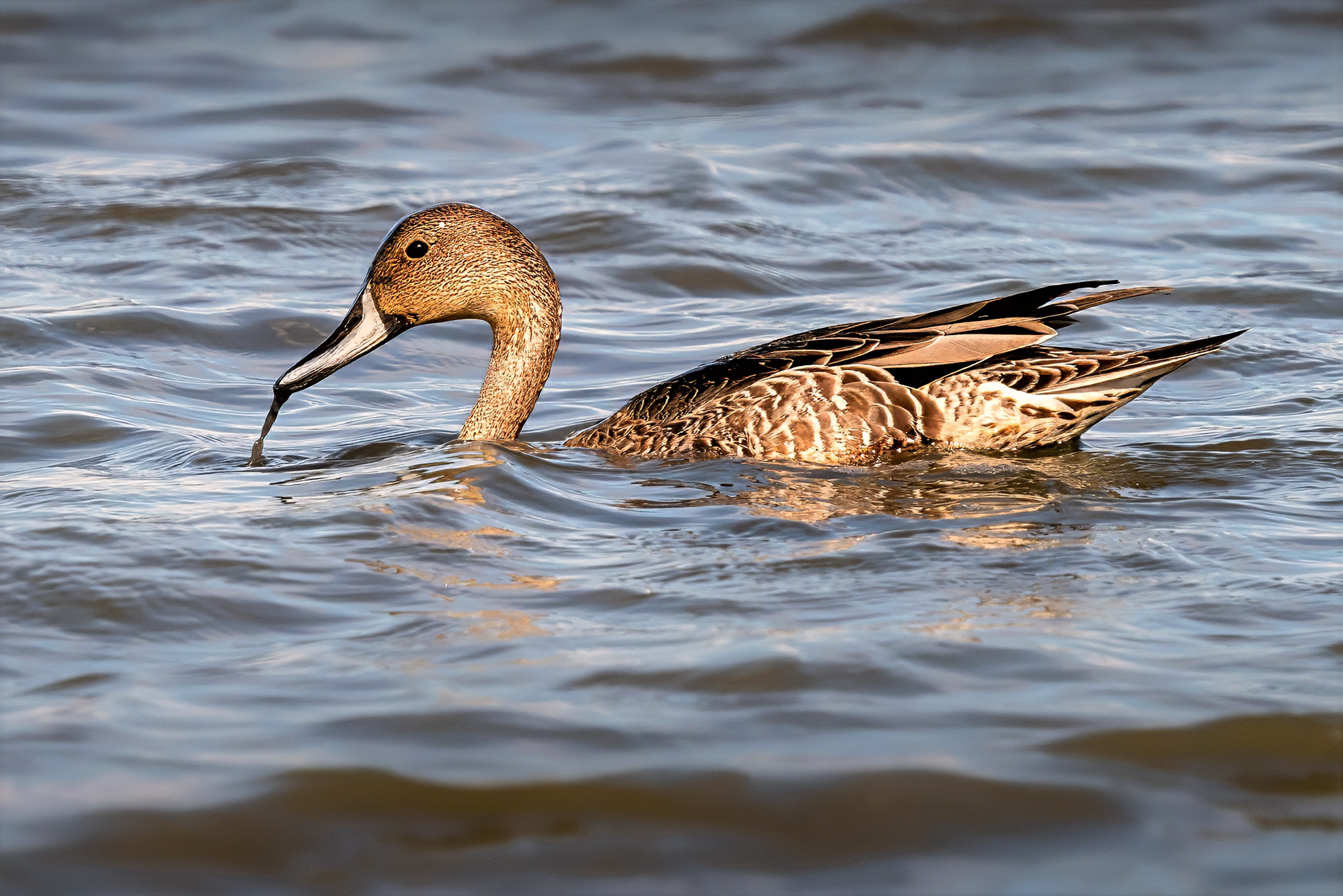 Spießente, female