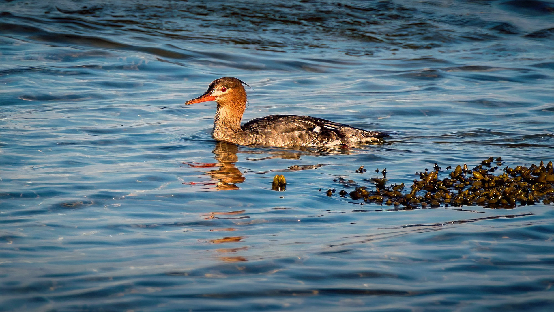 Mittelsäger, female