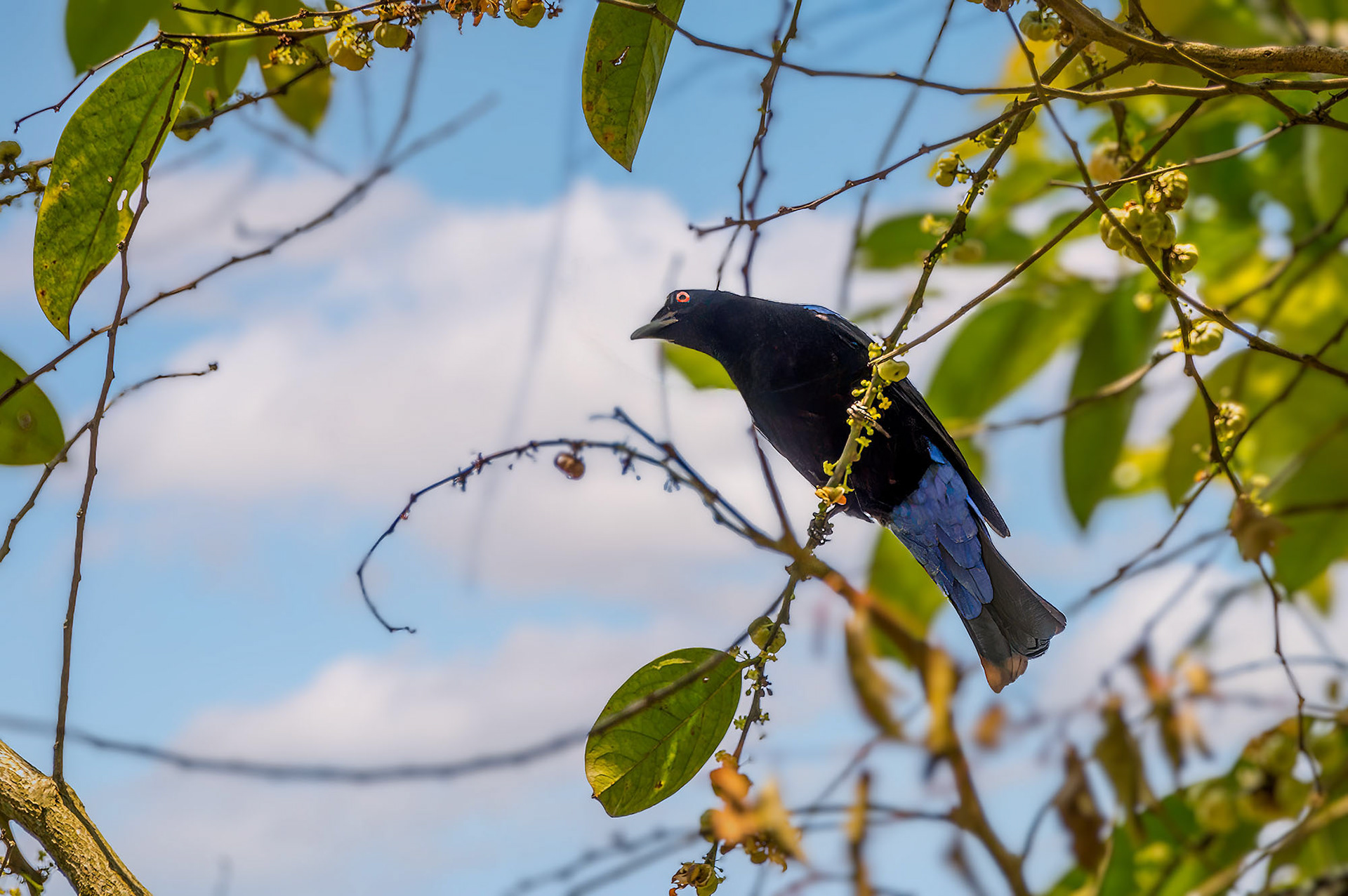 Türkisfeenvogel, Elfenblauvogel oder Türkis-Irene / Asian fairy-bluebird