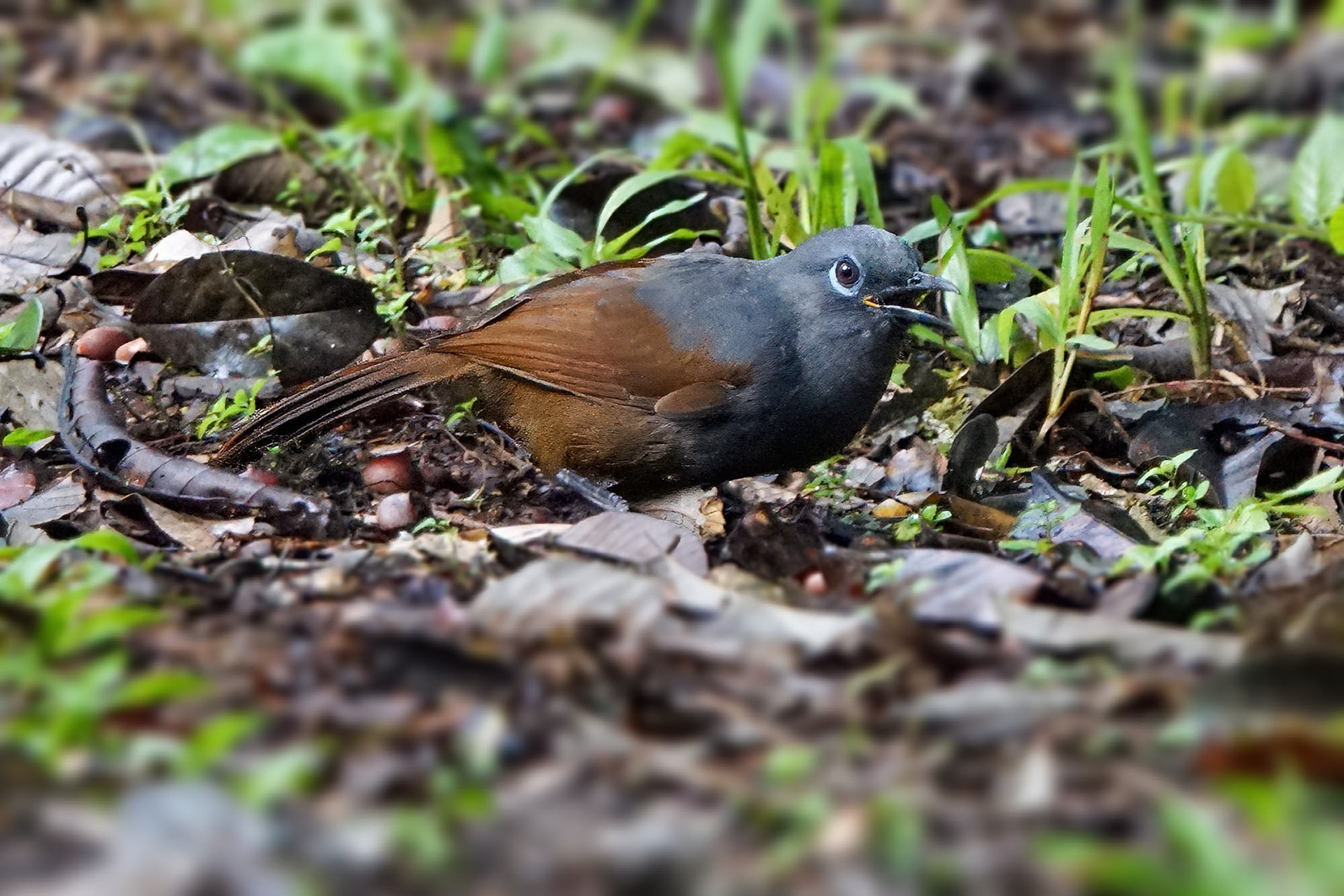Schieferhäherling / Sunda Laughingthrush