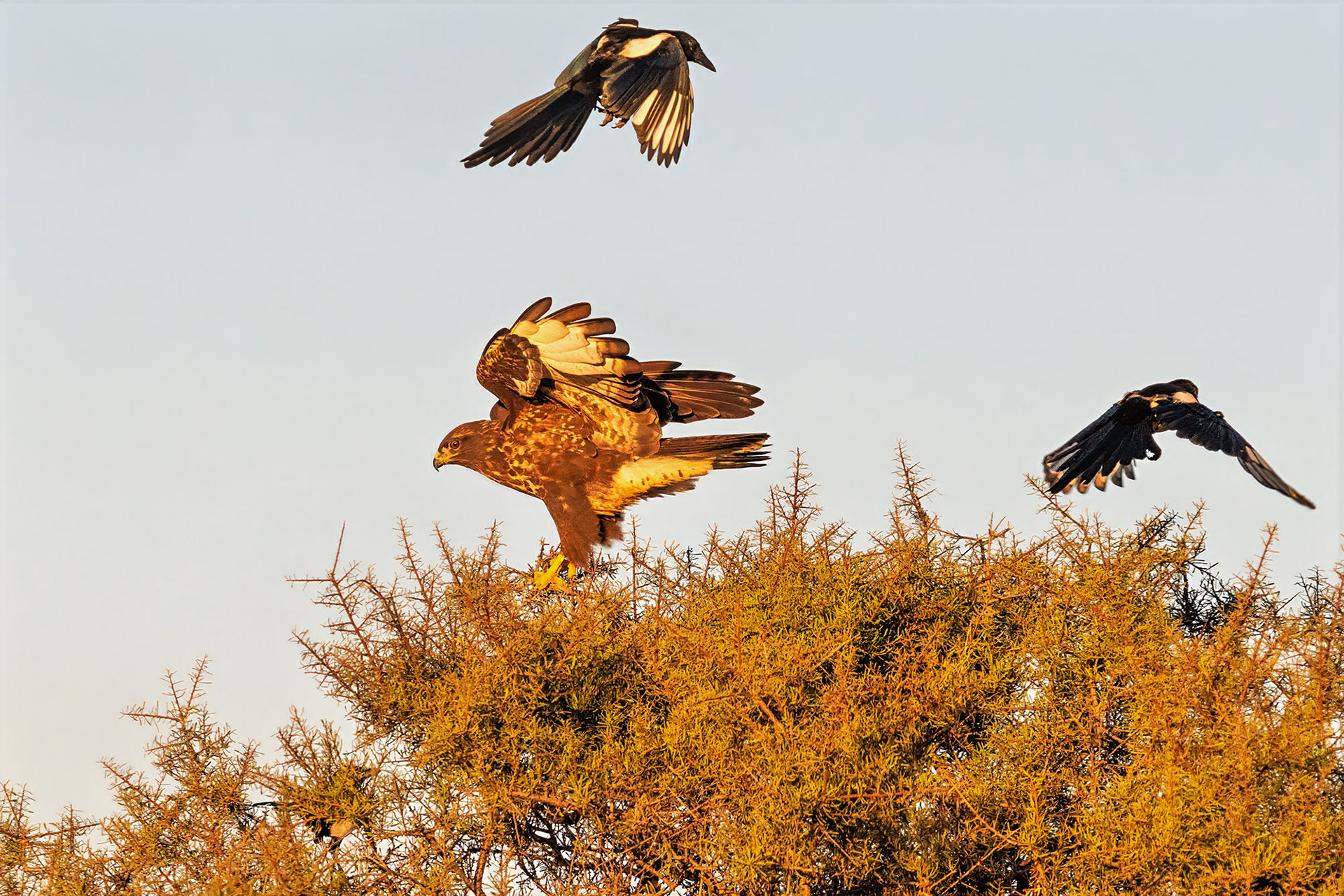 Elstern attackieren Mäusebussard