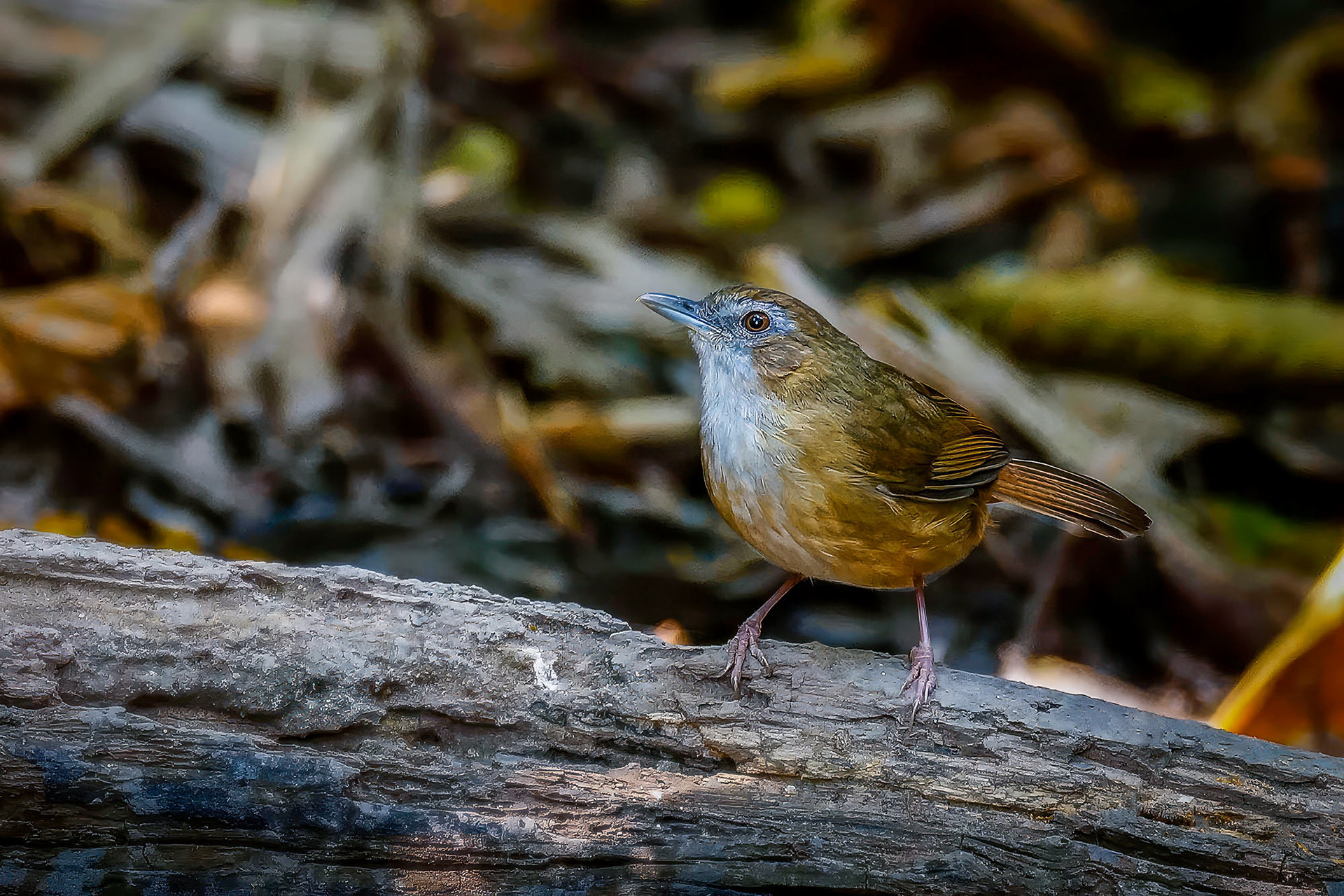 Rotschwanz-Maustimalie / Abbott's Babbler
