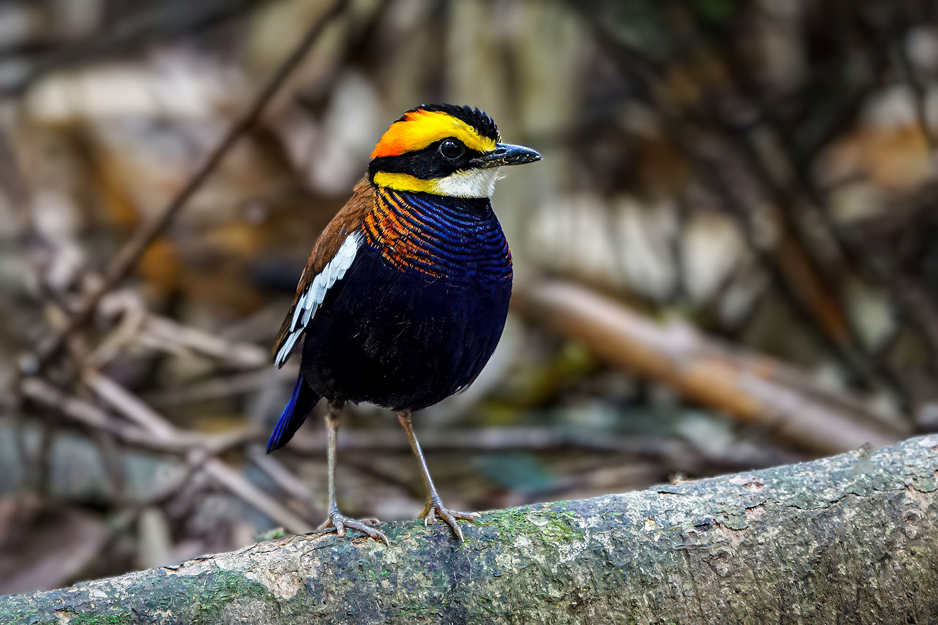 male