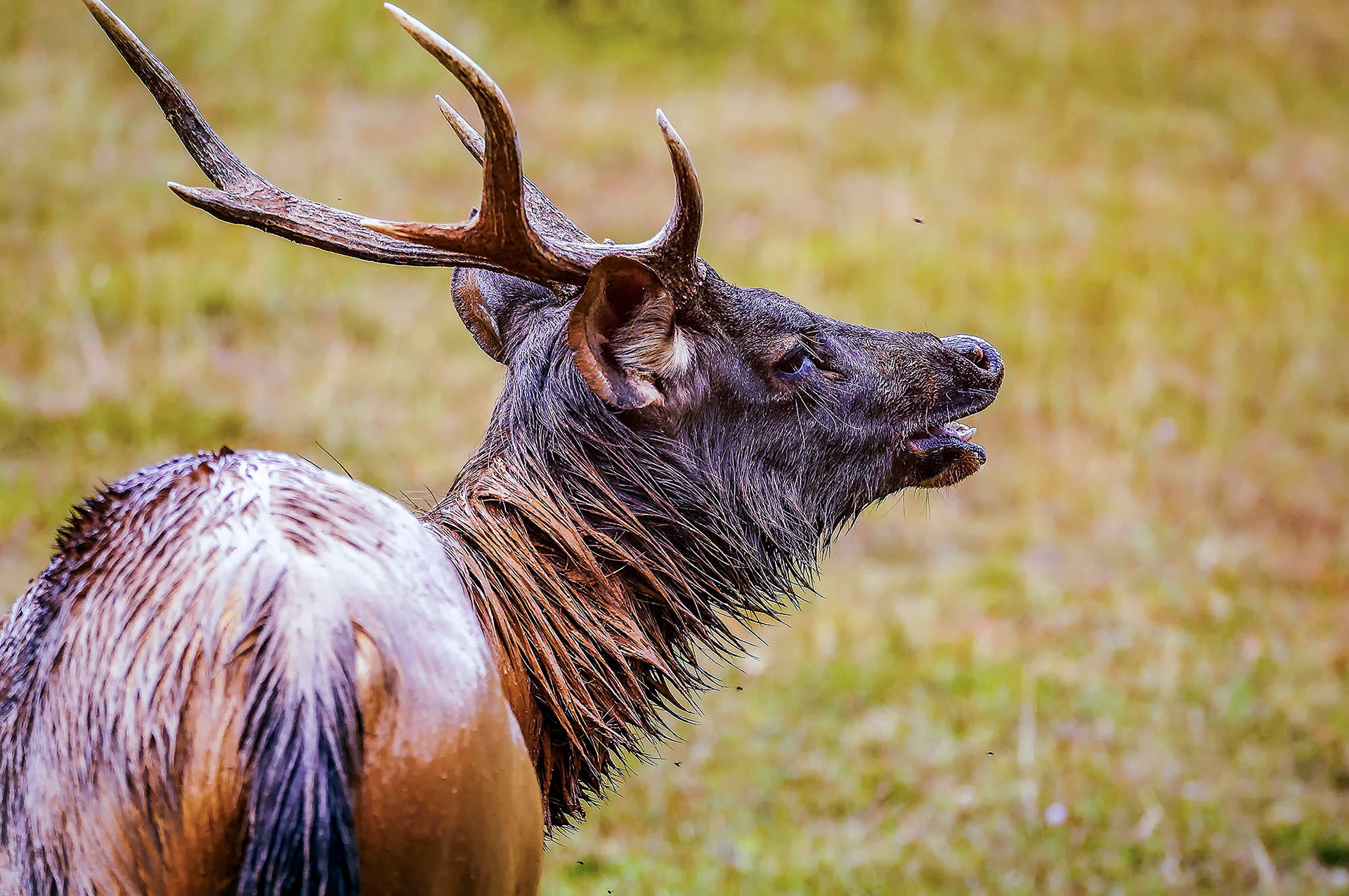 Der mächtige Sambar Hirsch
