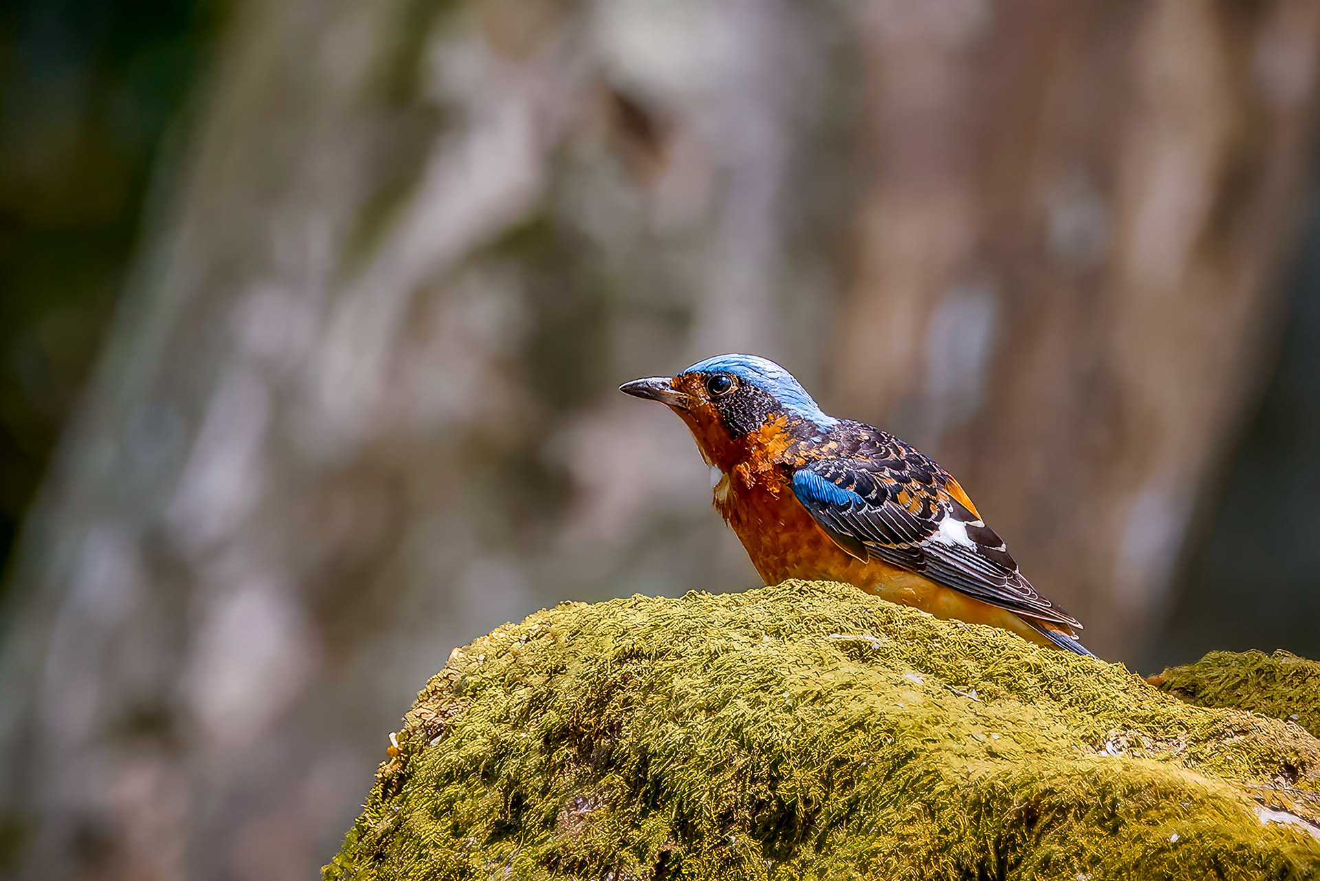 Amurrötel (M) / White-throated Rock-thrush