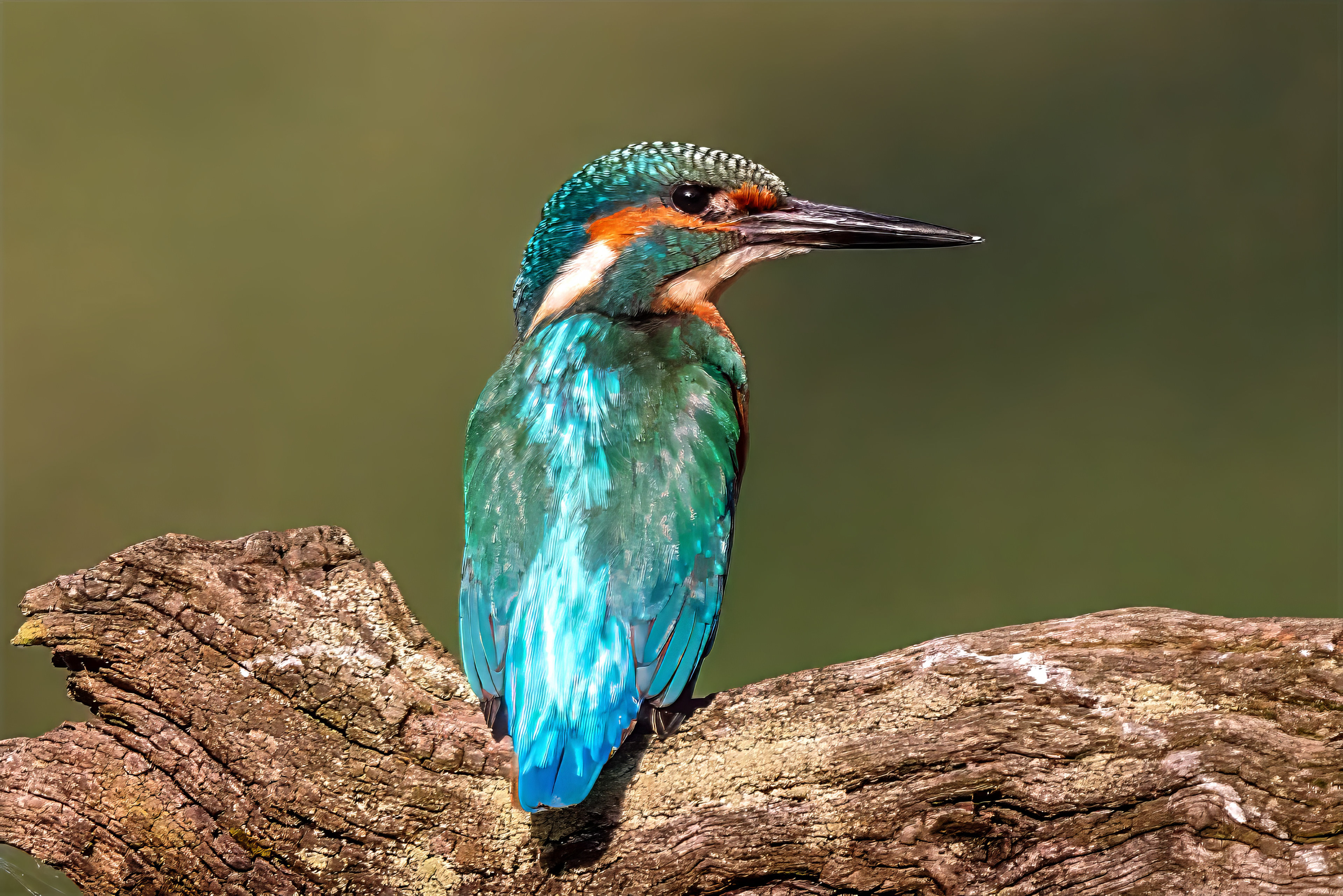 Eisvogel