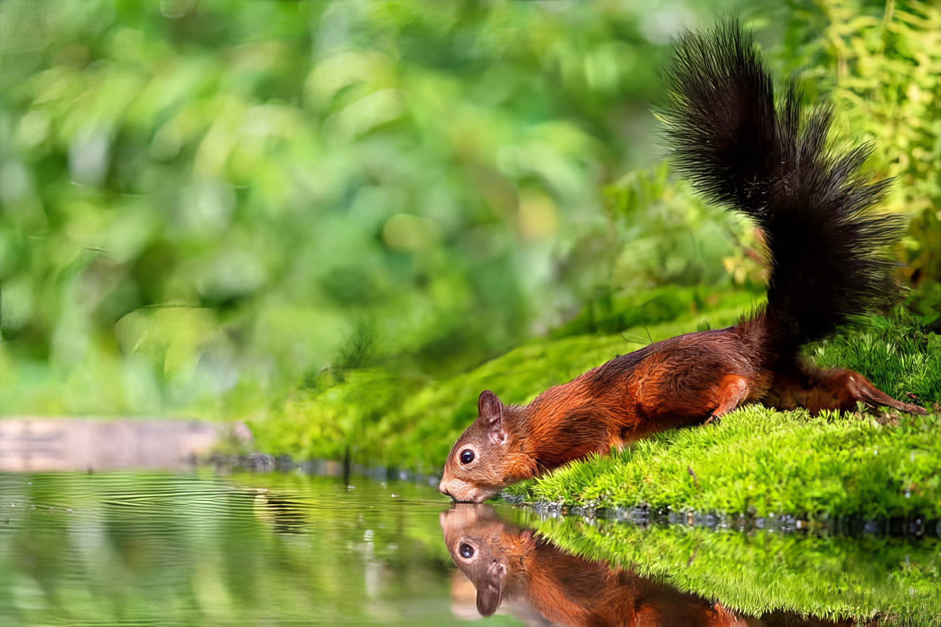 Eurasisches Eichhörnchen
