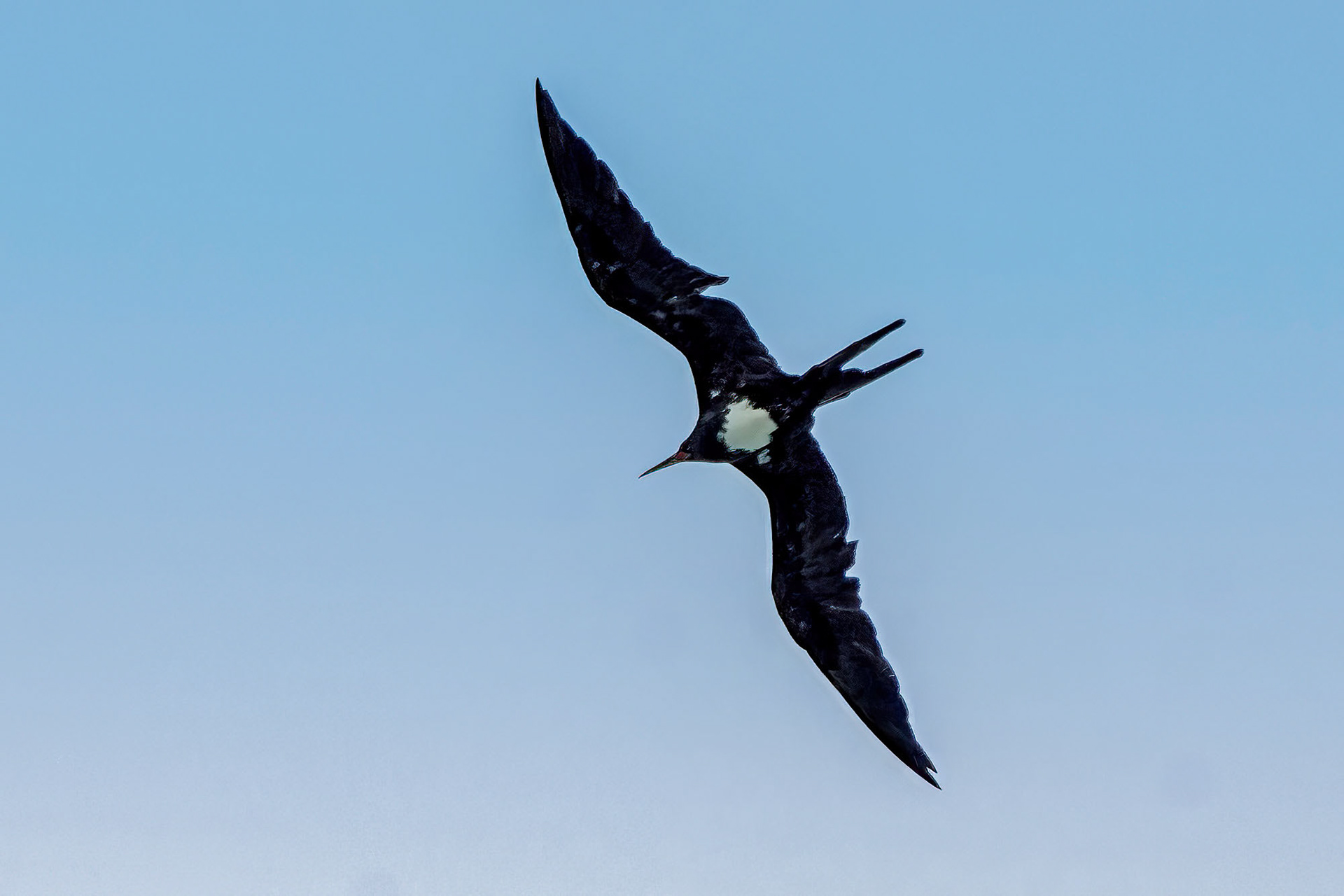 male