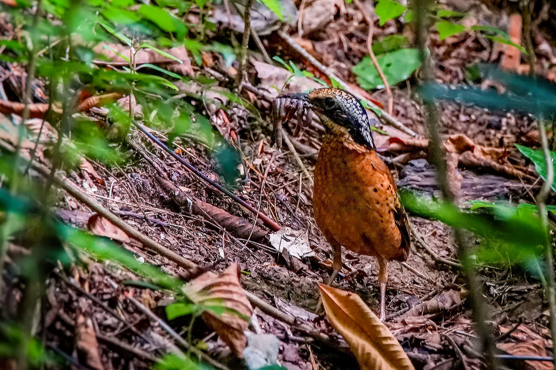male