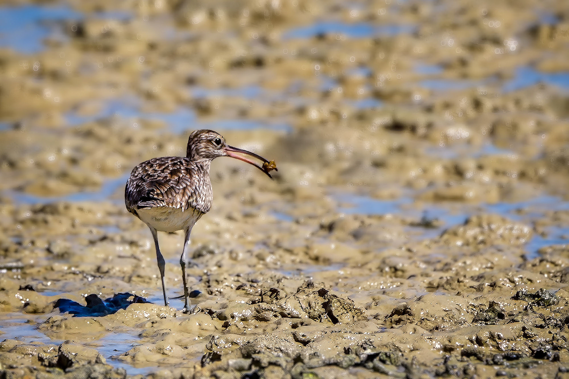 Regenbrachvogel / common whimbrel