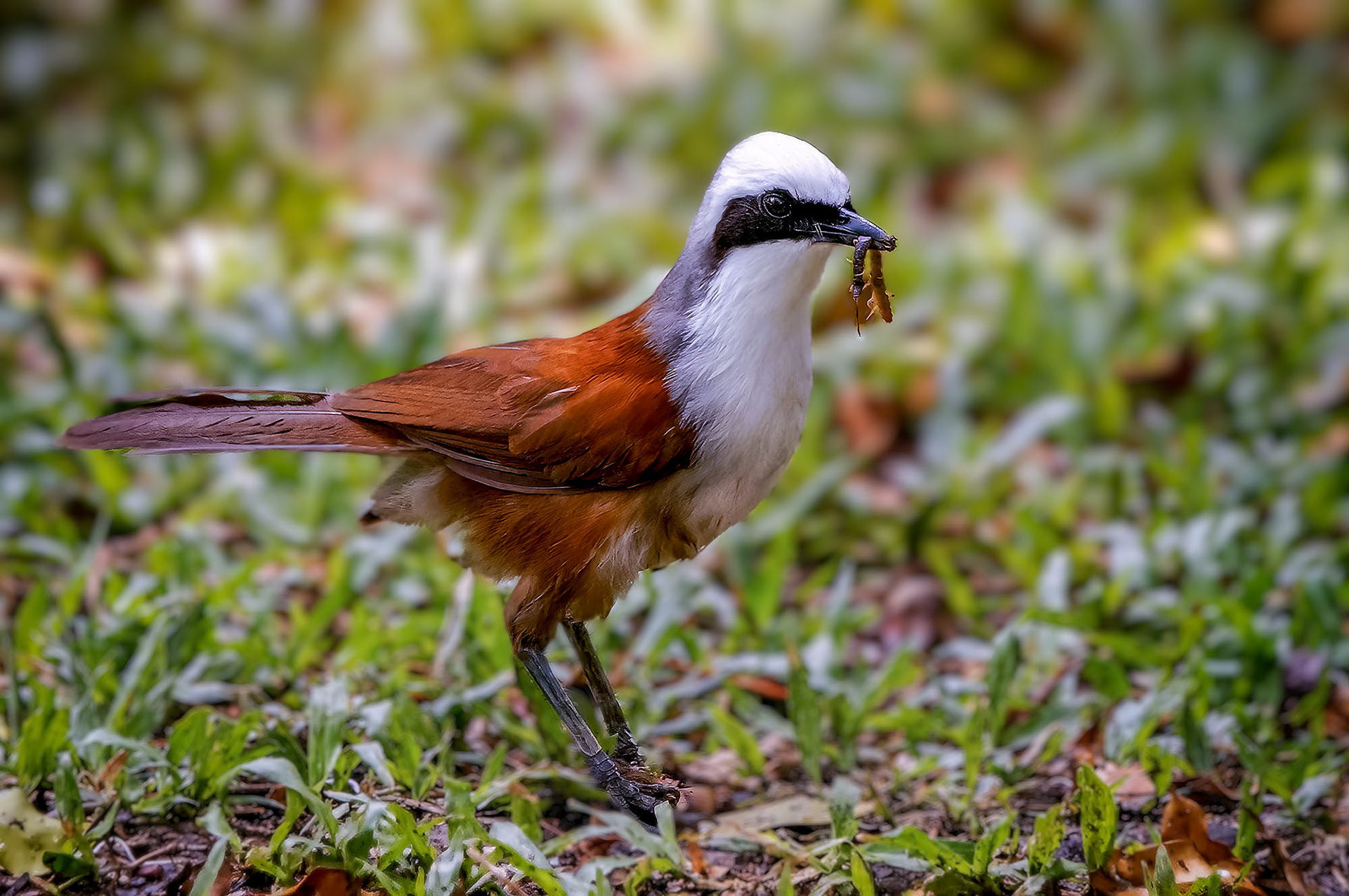Weißhaubenhäherling / White-crested Laughingthrush