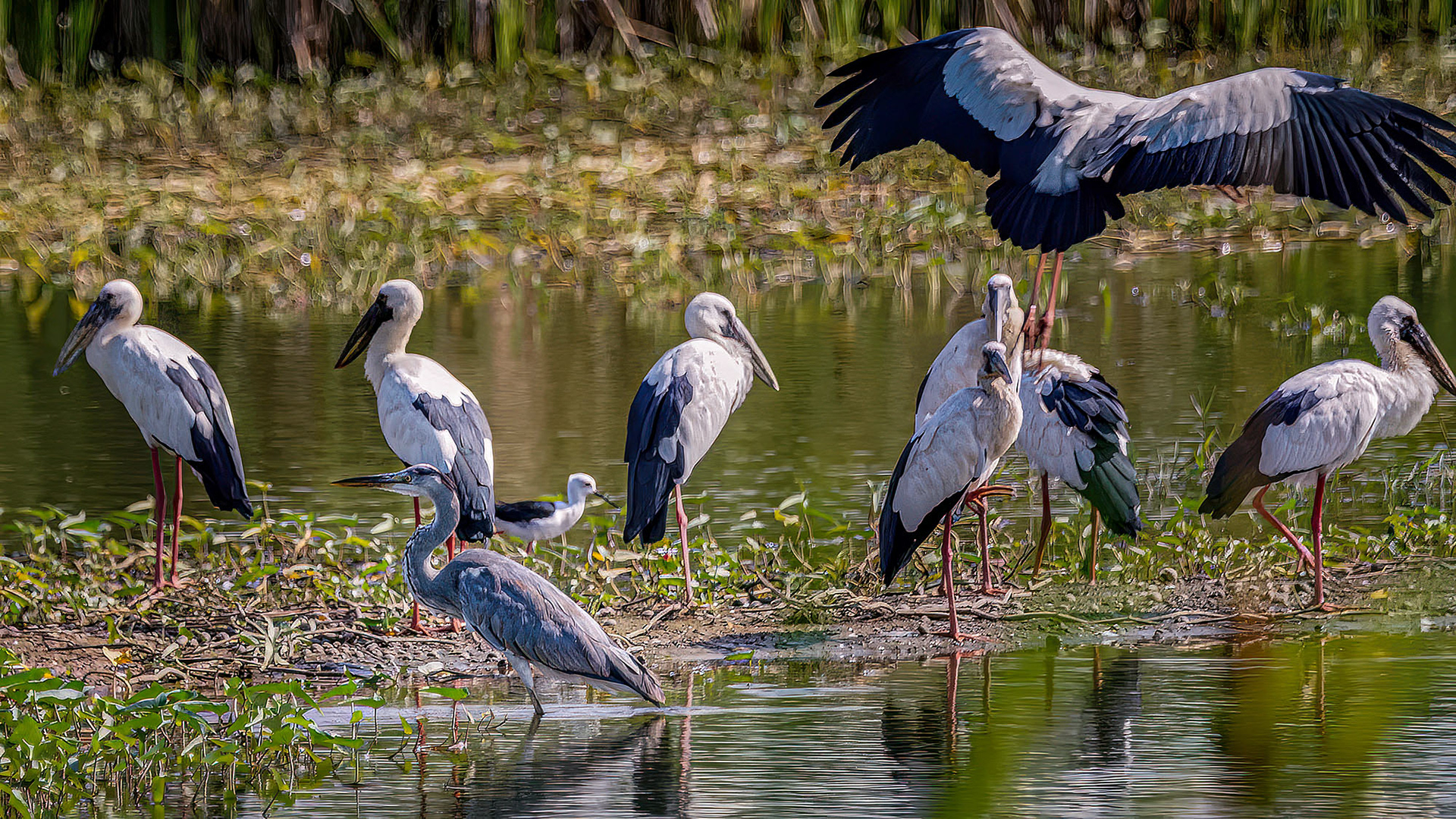 Silberklaffschnabel / Asian openbill