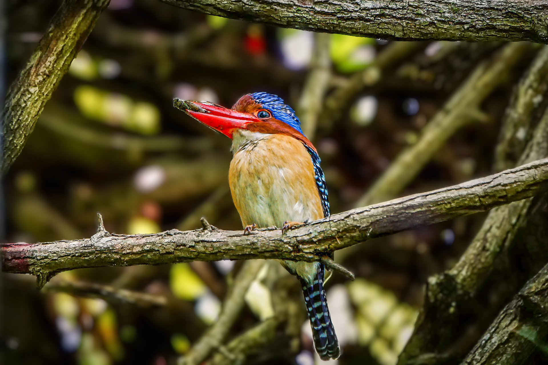 male