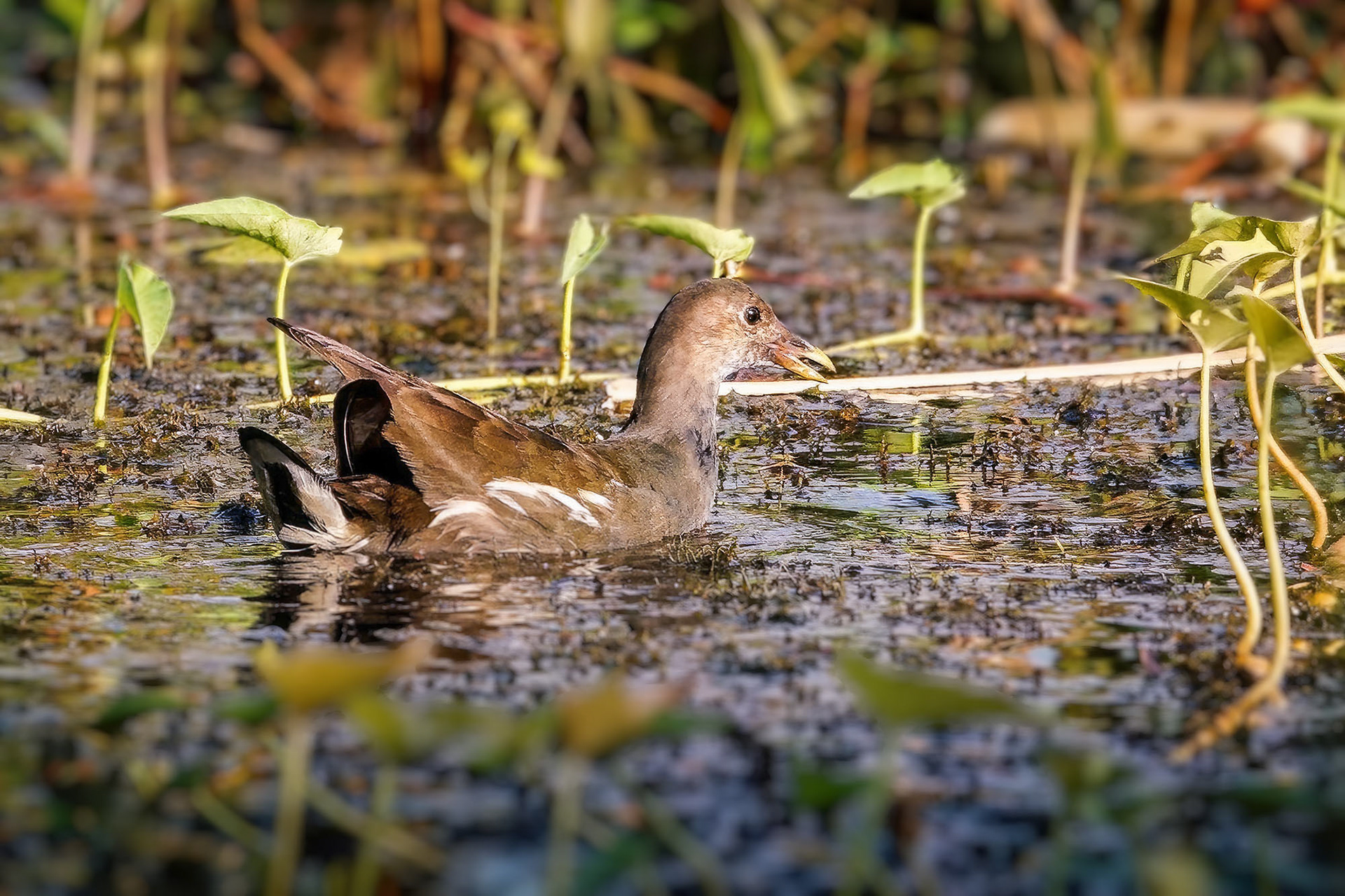 Teichhuhn, Teichralle (juvenile) / common moorhen