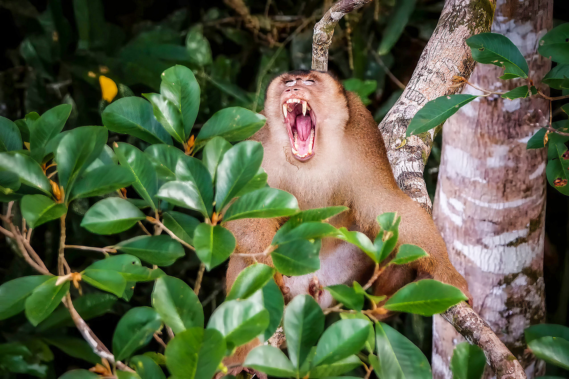 Adult