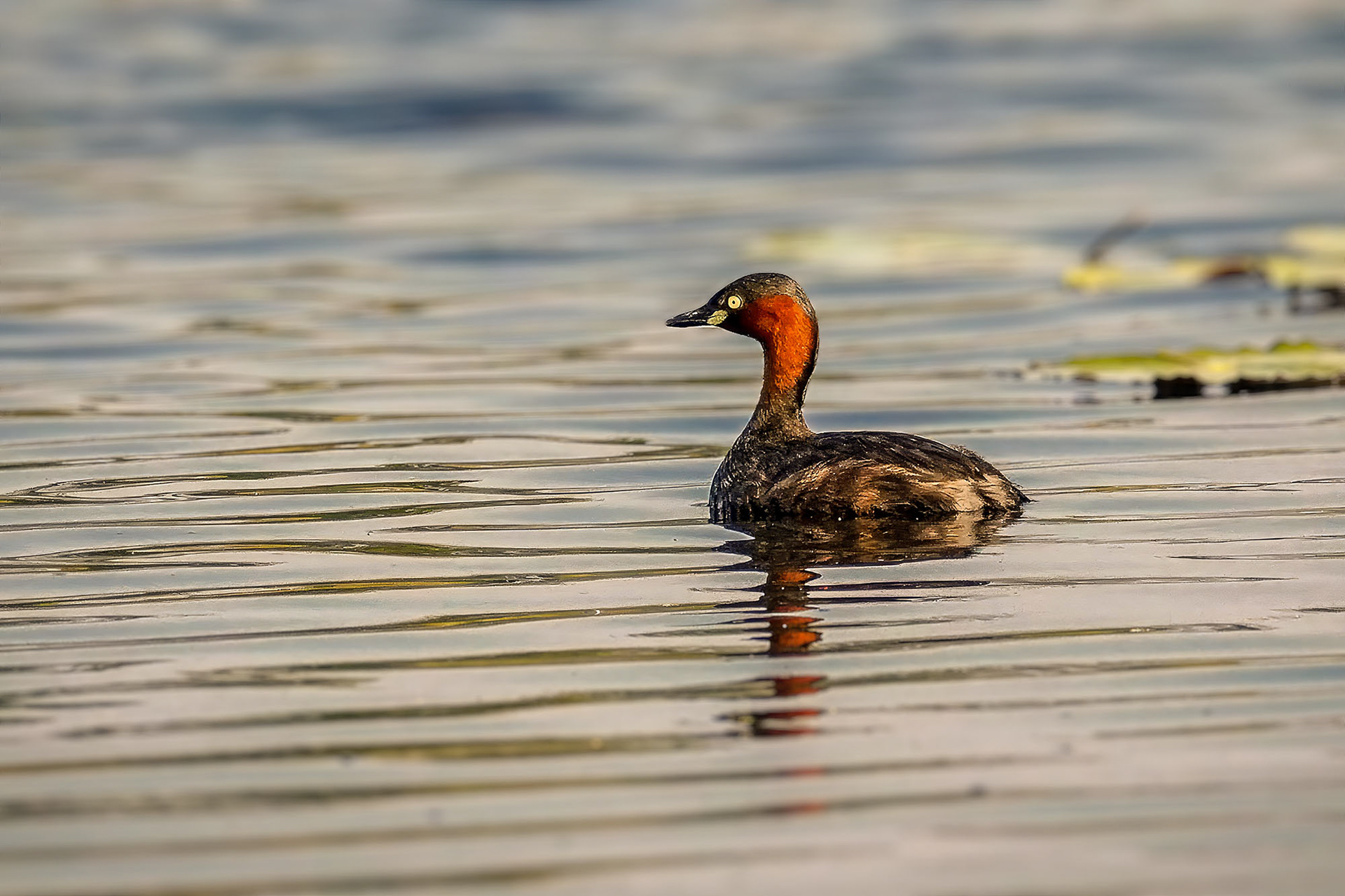 Zwergtaucher / little grebe