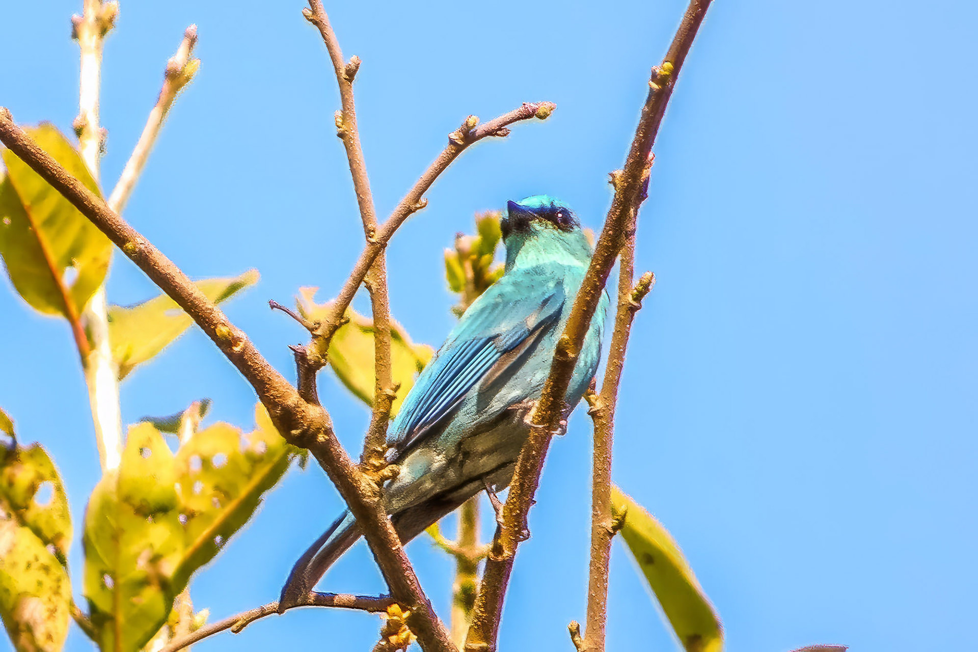 Lazulischnäpper / Asian verditer flycatcher