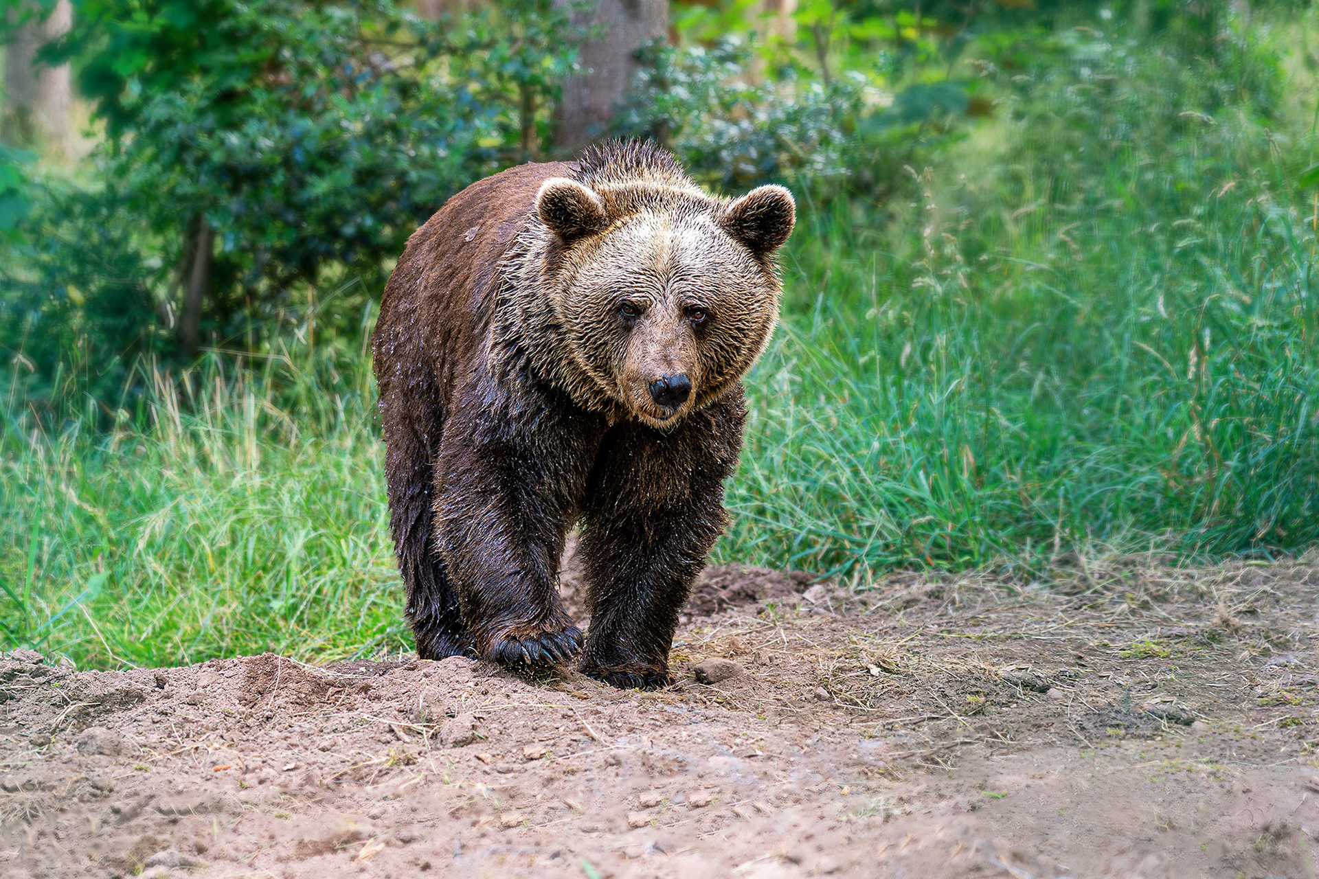 Jurka, der Mutter des berühmten Bruno
