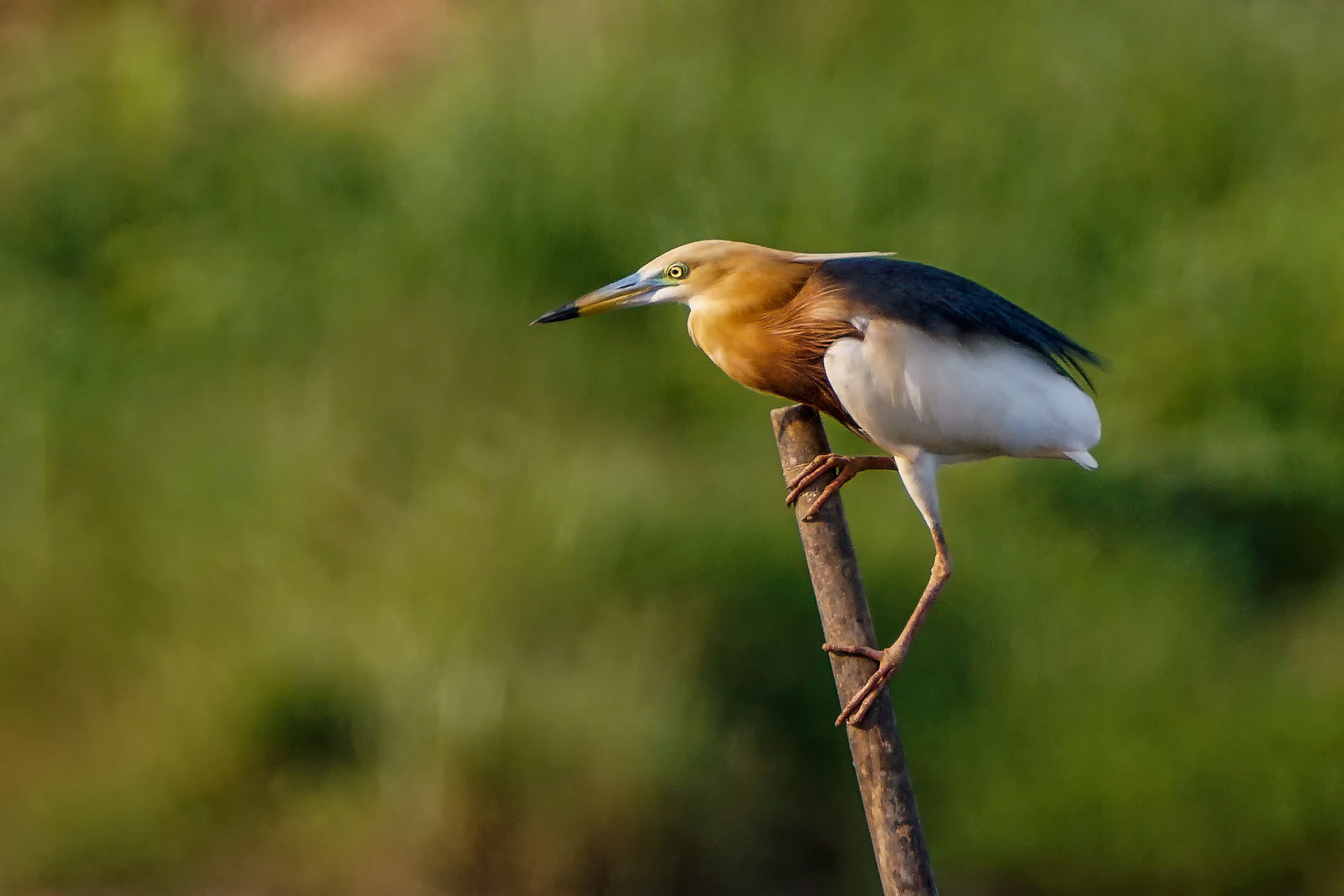 Prachtreiher im Brutkleid / Javan pond heron