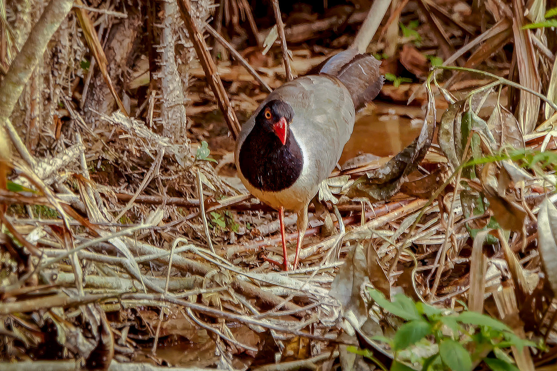 Korallenschnabelkuckuck