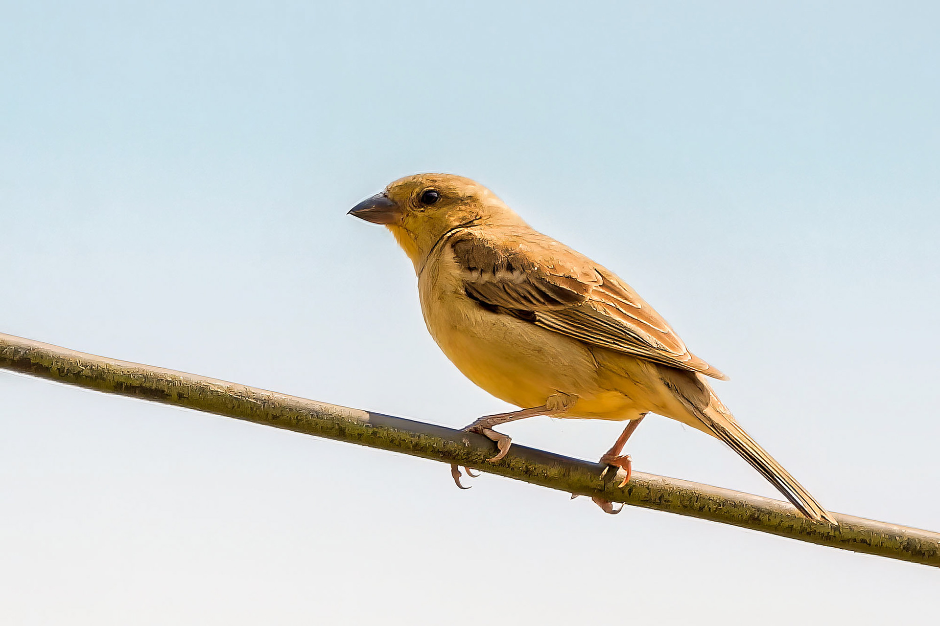 Gelbbauchsperling (female)
