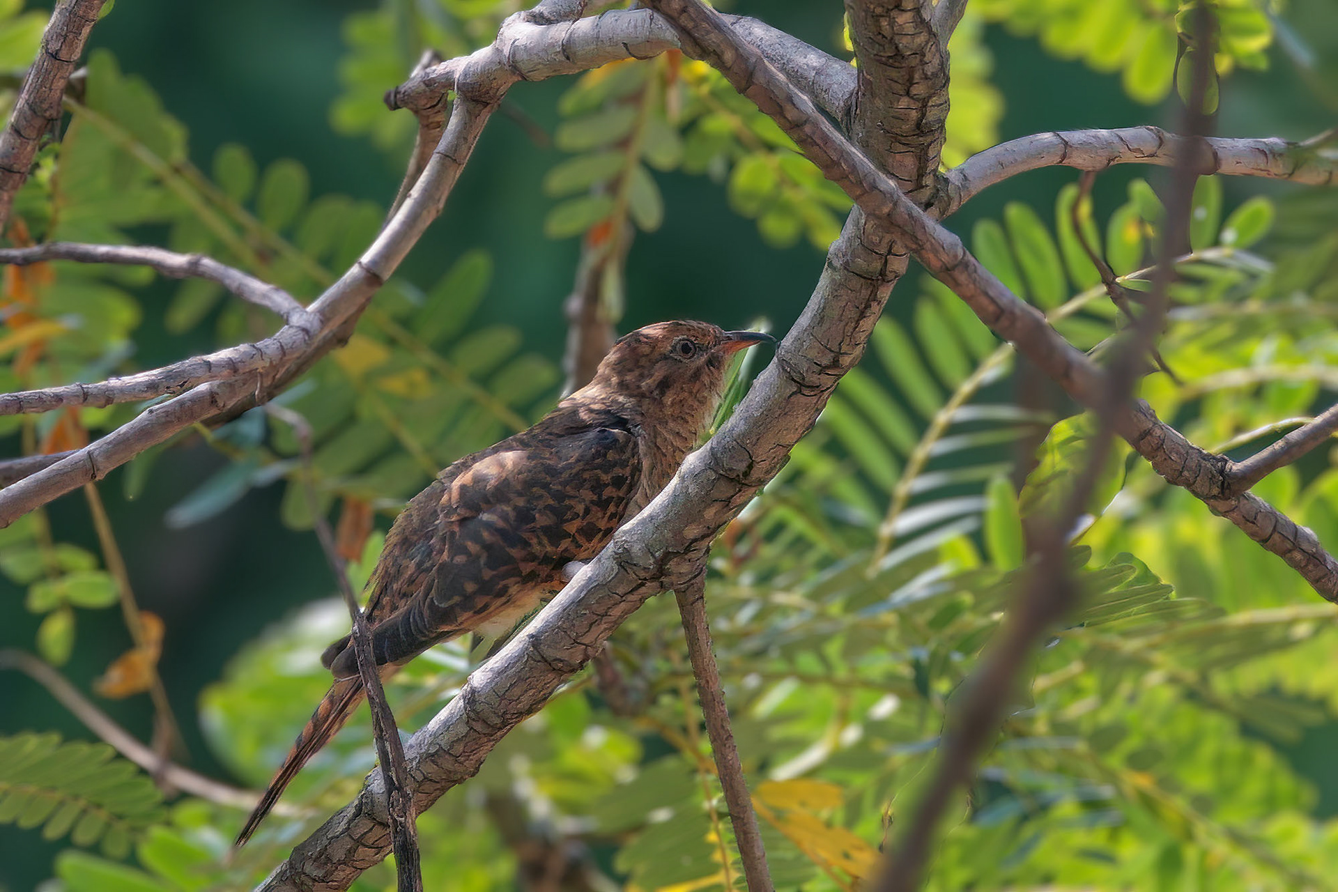 Klagekuckuck (female)