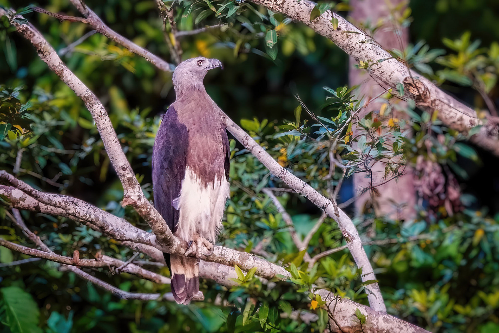 Graukopfseeadler / Grey-headed fish eagle