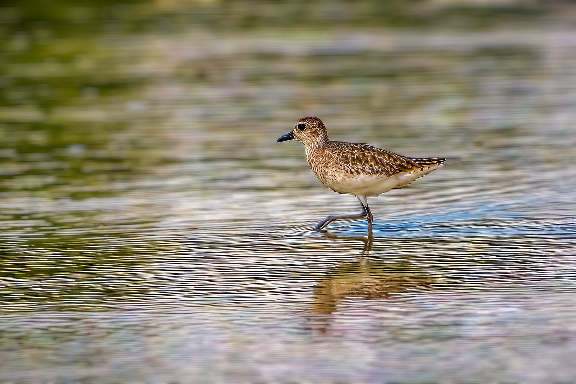 Kiebitzregenpfeifer / grey plover