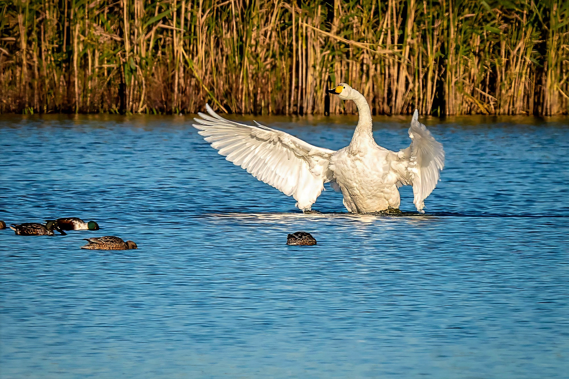 Singschwan