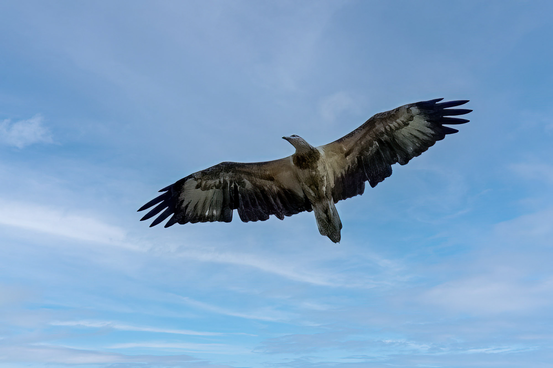 Weißbauchseeadler / White-bellied Sea Eagle, JUVENILE