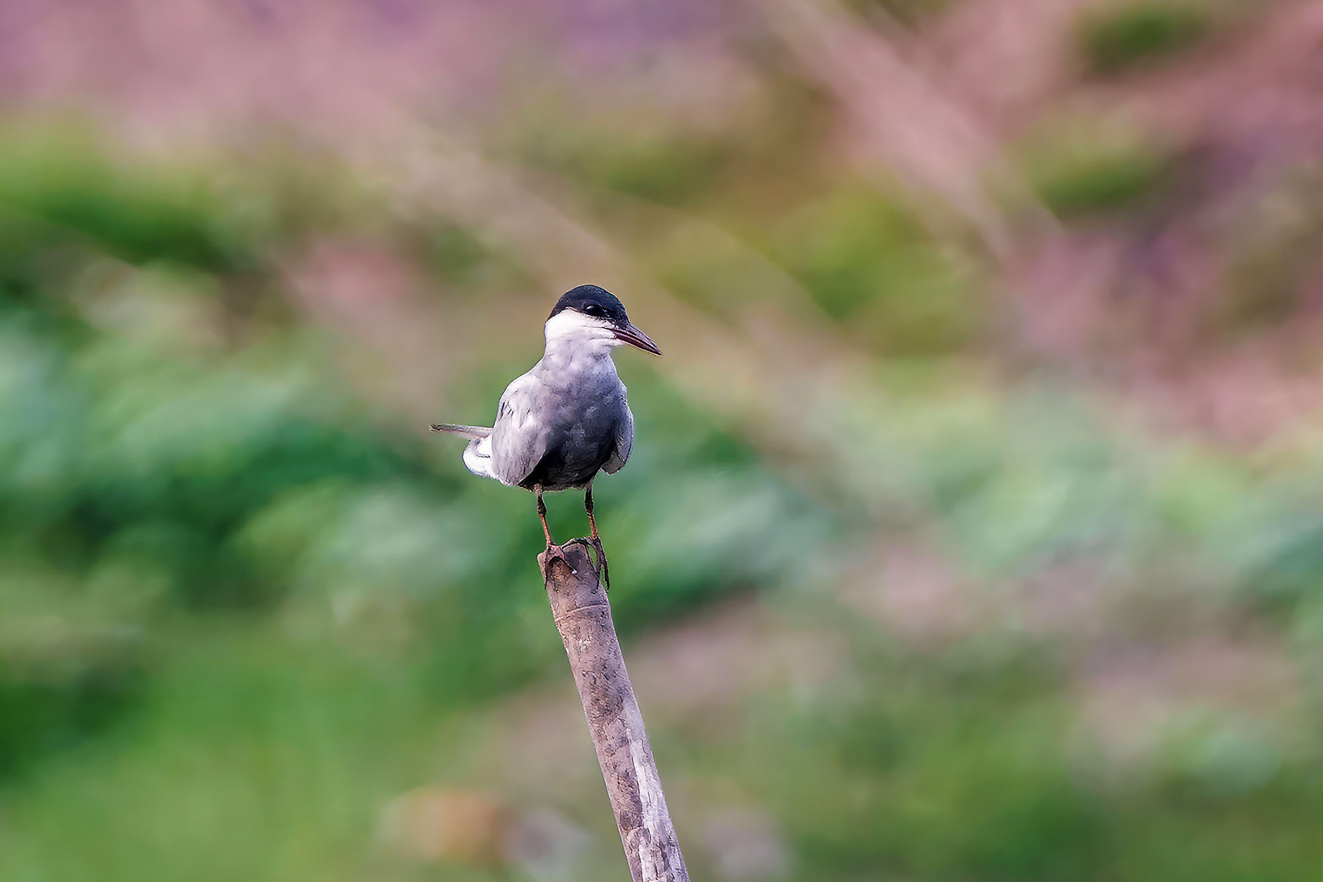 Weißbart-Seeschwalbe (Brutkleid) / whiskered tern